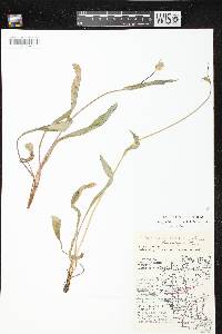 Image of Krigia biflora subsp. glandulifera