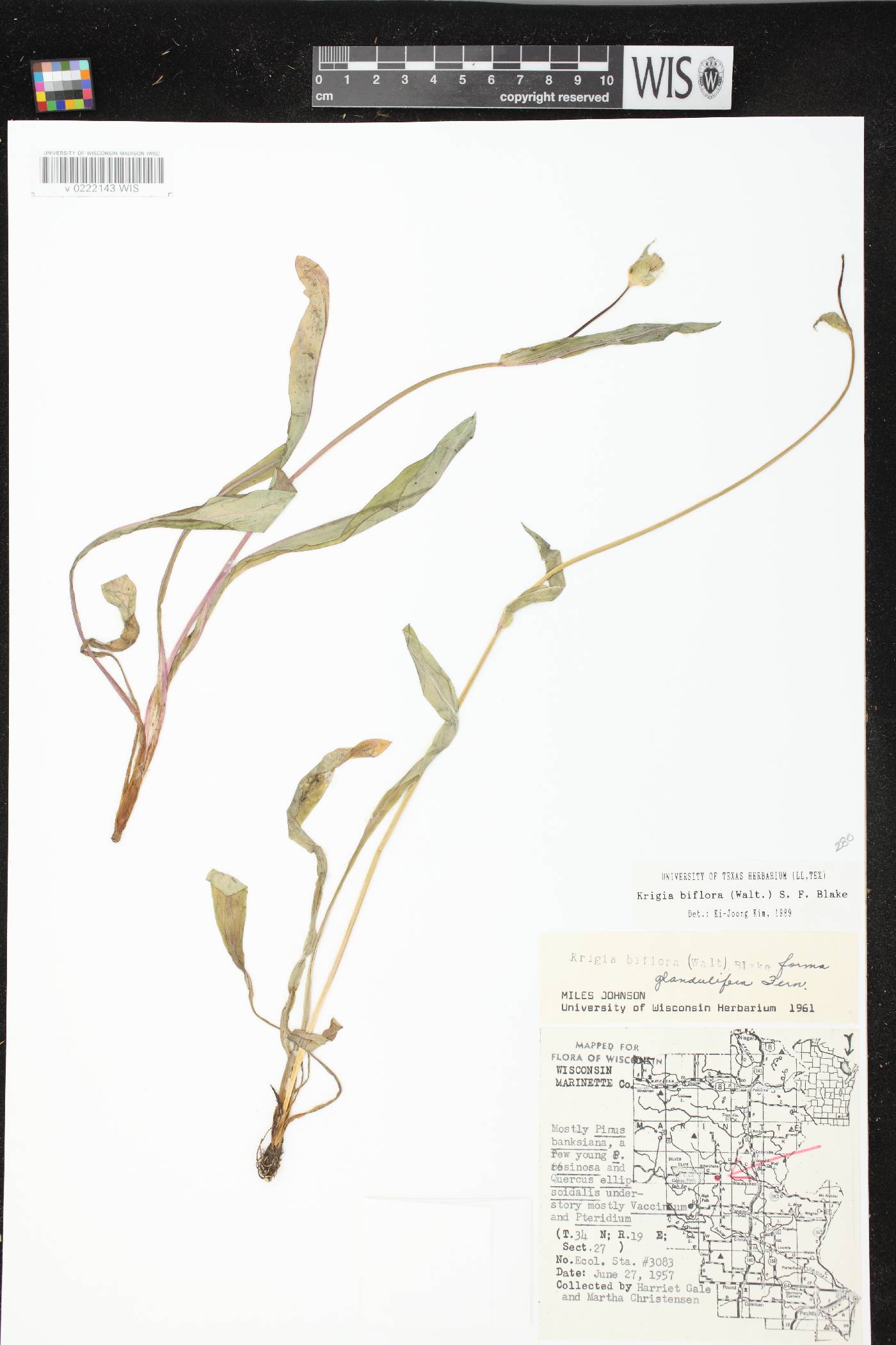 Krigia biflora image