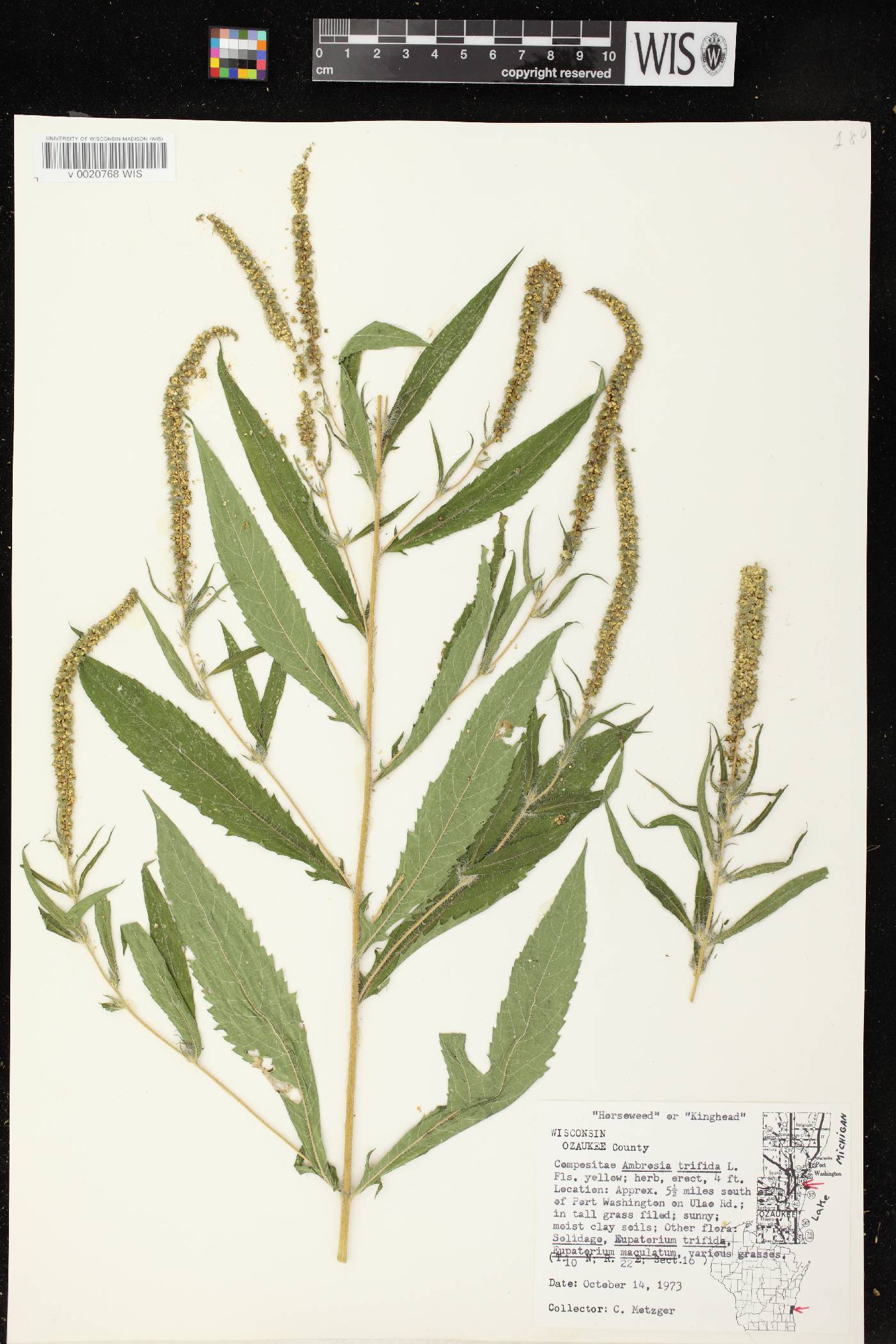 Ambrosia trifida image
