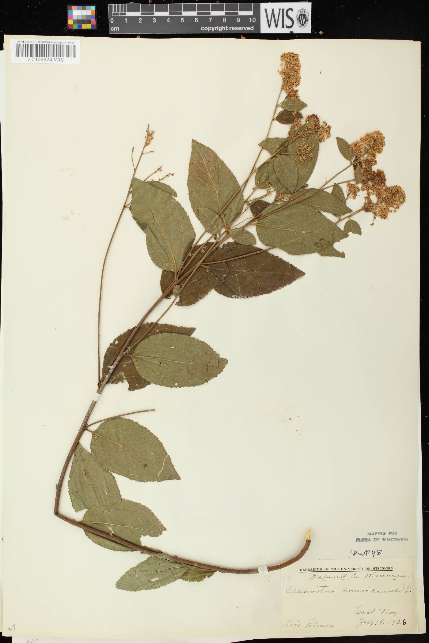 Ceanothus americanus image