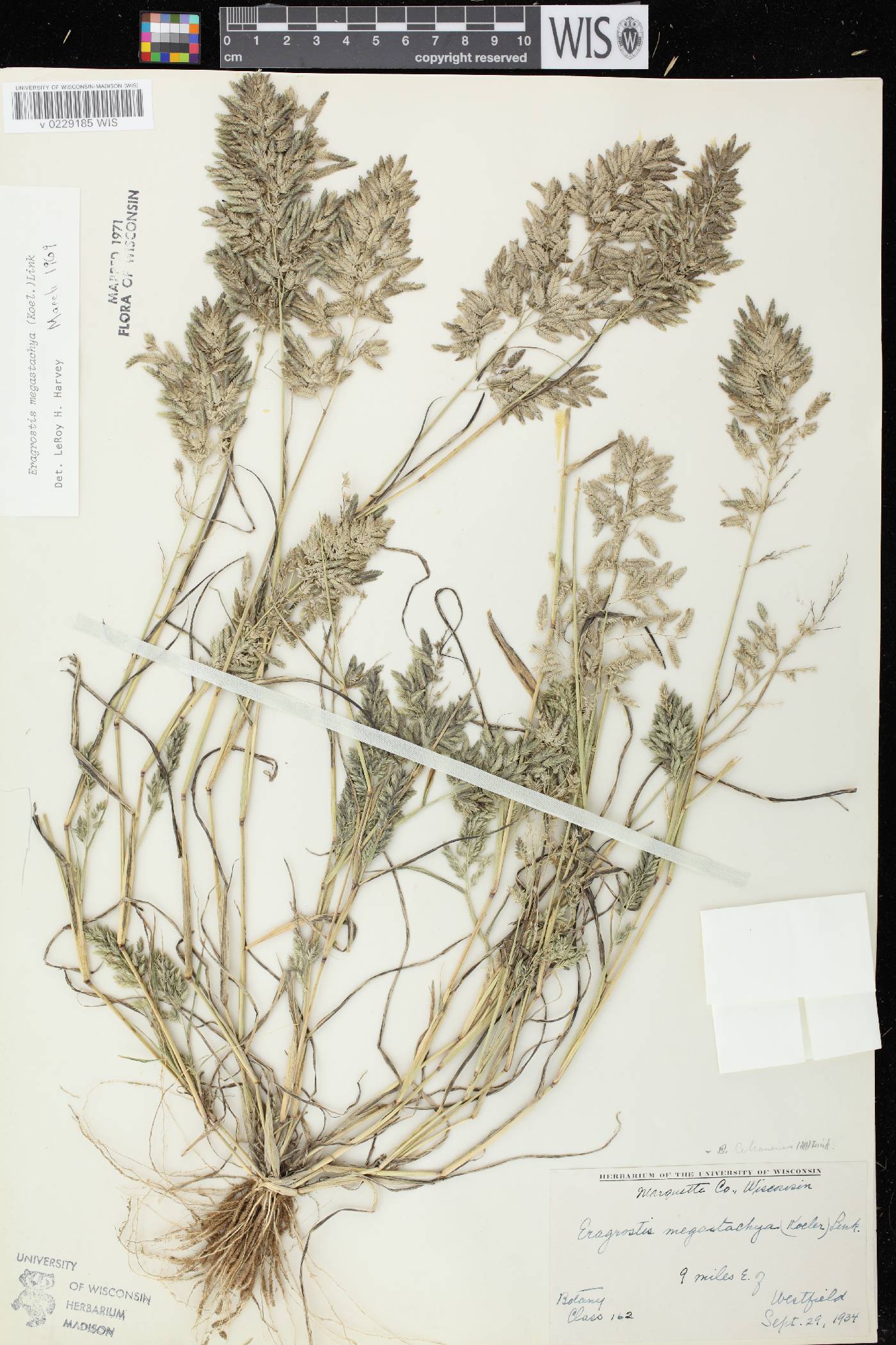 Eragrostis cilianensis image