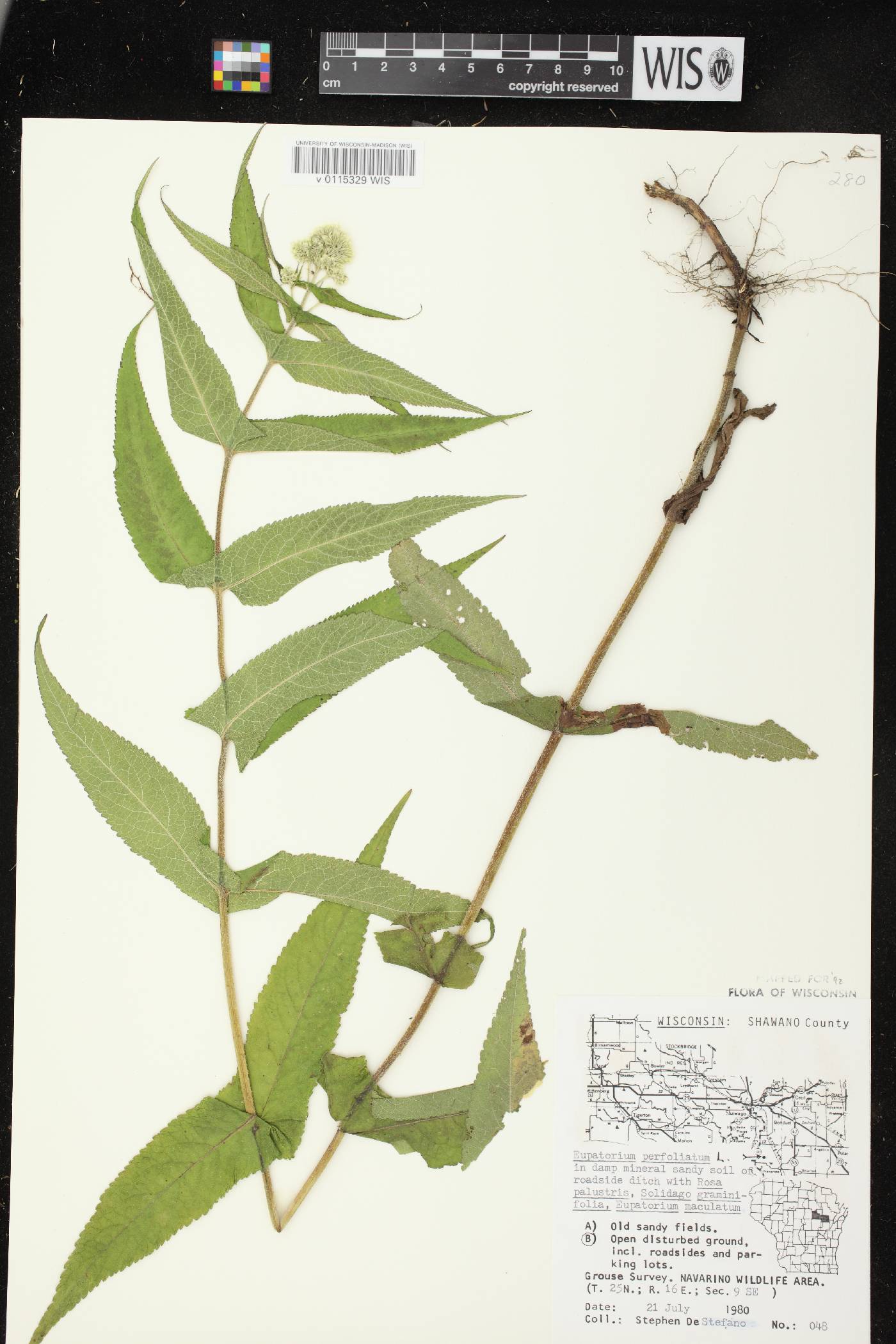 Eupatorium perfoliatum image
