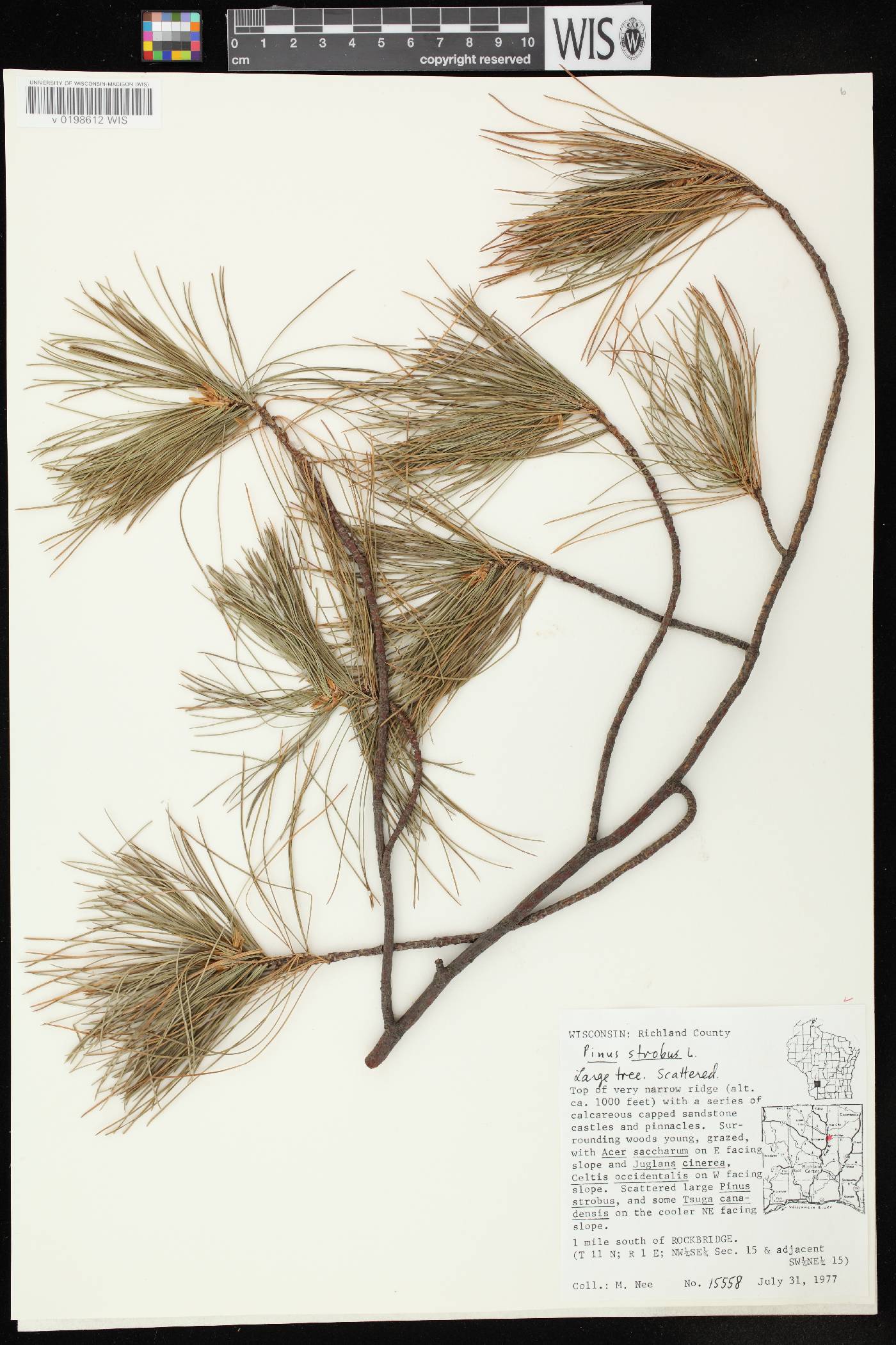 Pinus strobus image