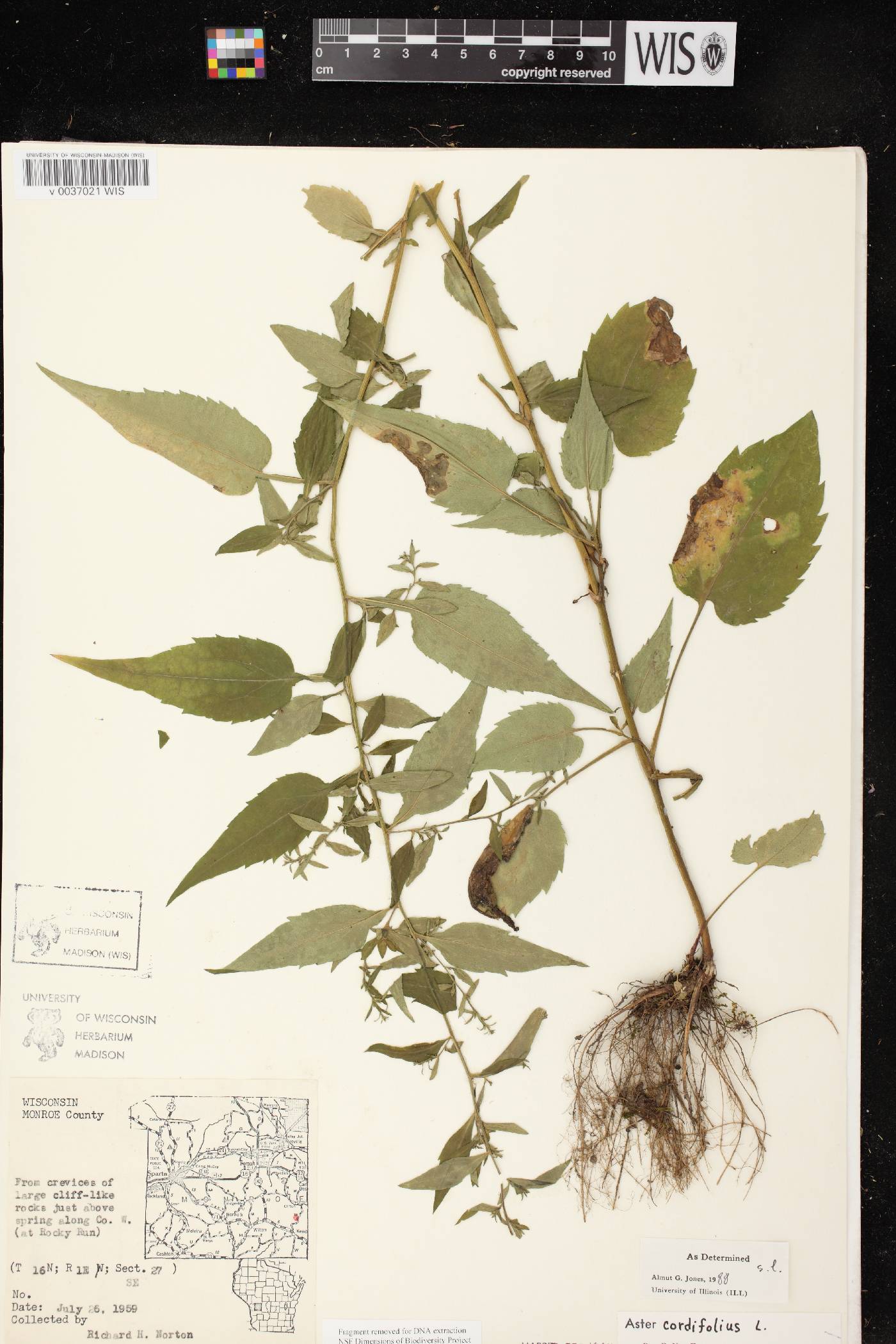 Symphyotrichum cordifolium image