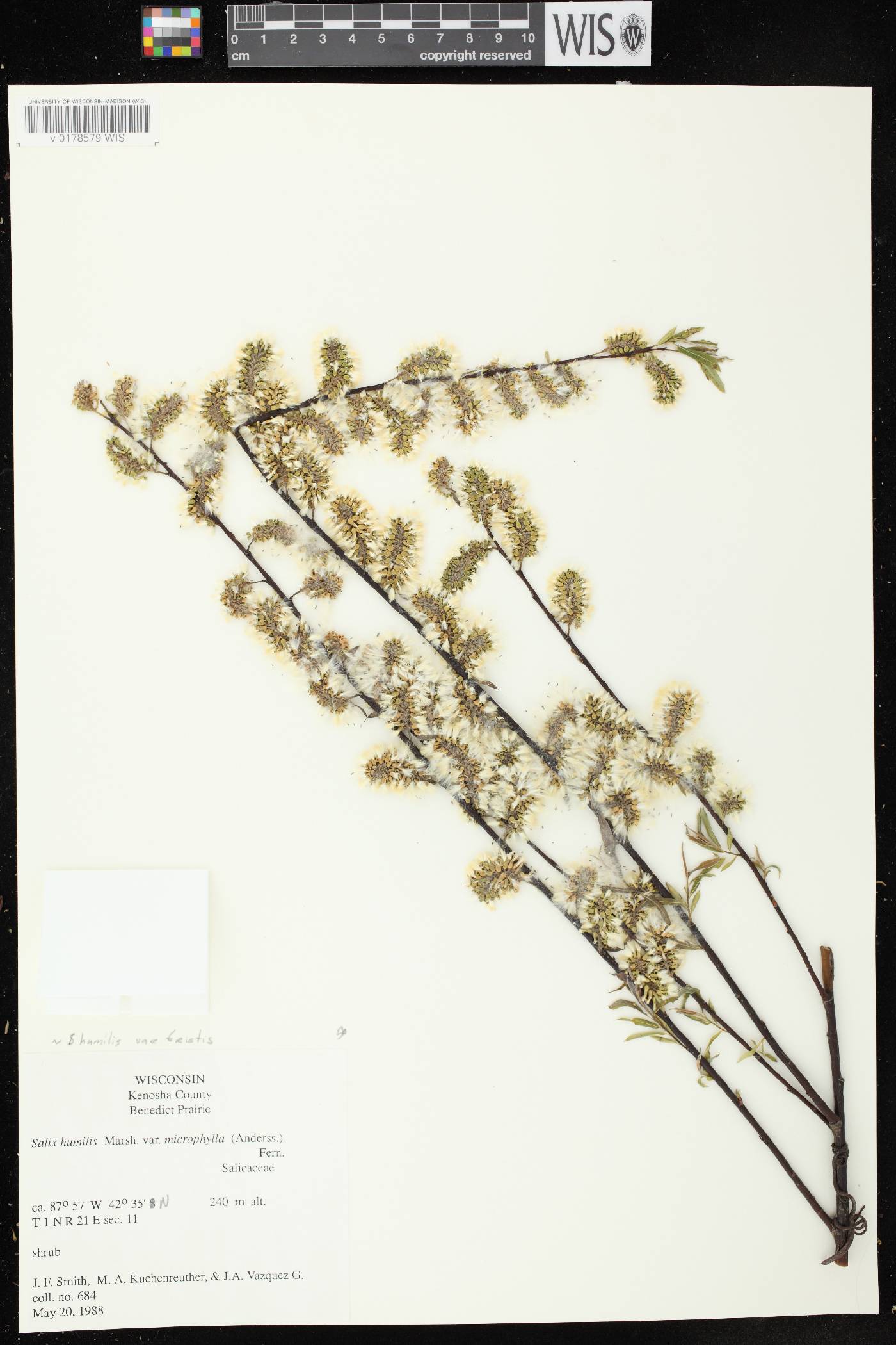 Salix humilis var. tristis image