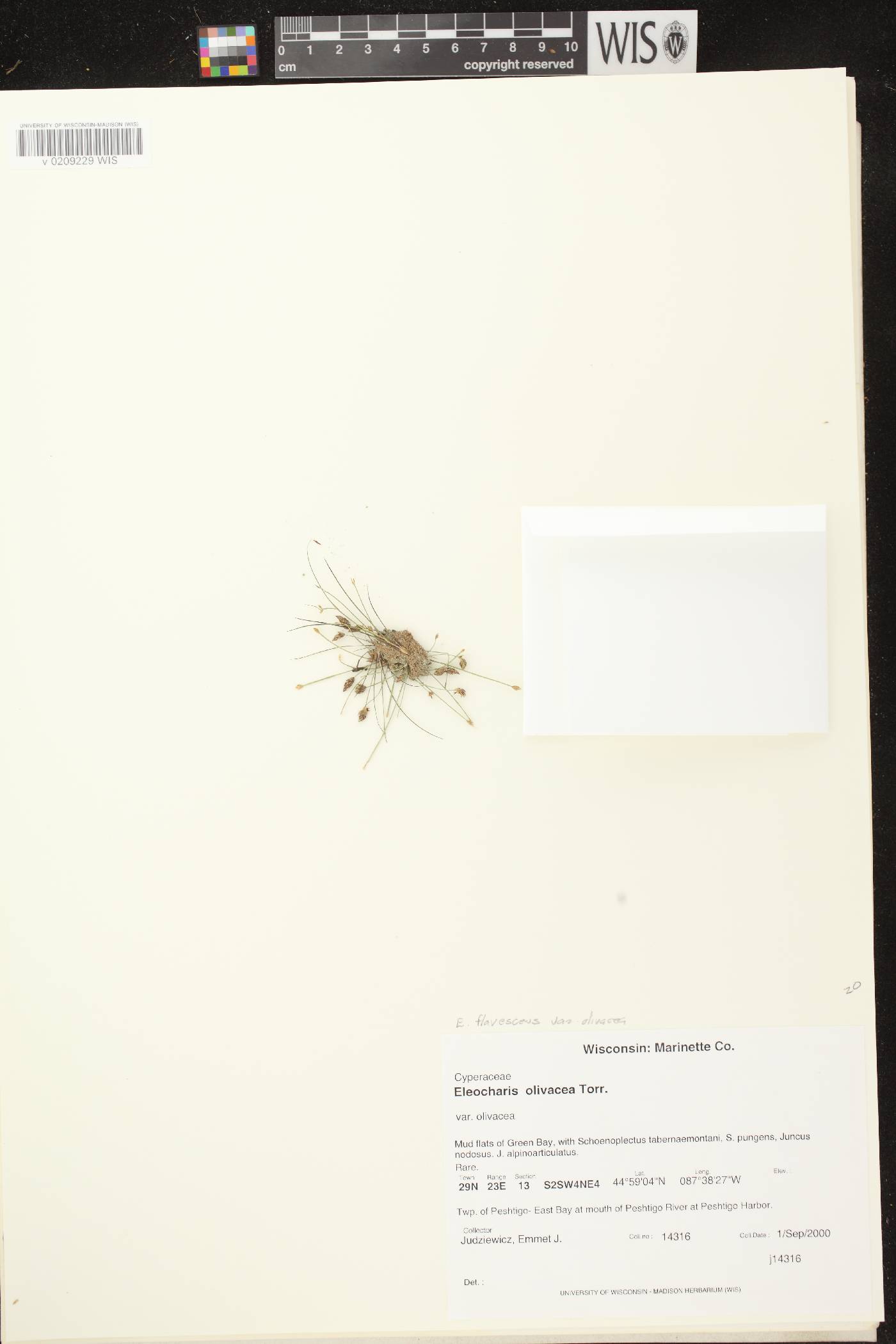 Eleocharis flavescens image