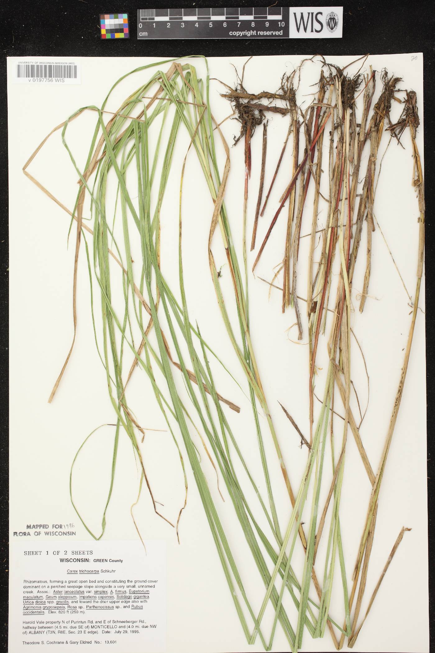 Carex trichocarpa image