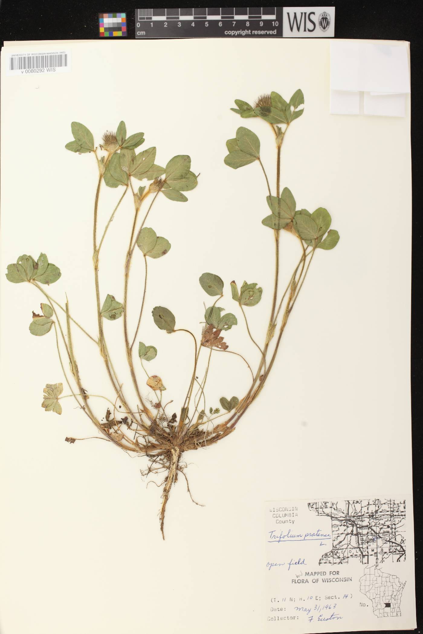 Trifolium pratense image