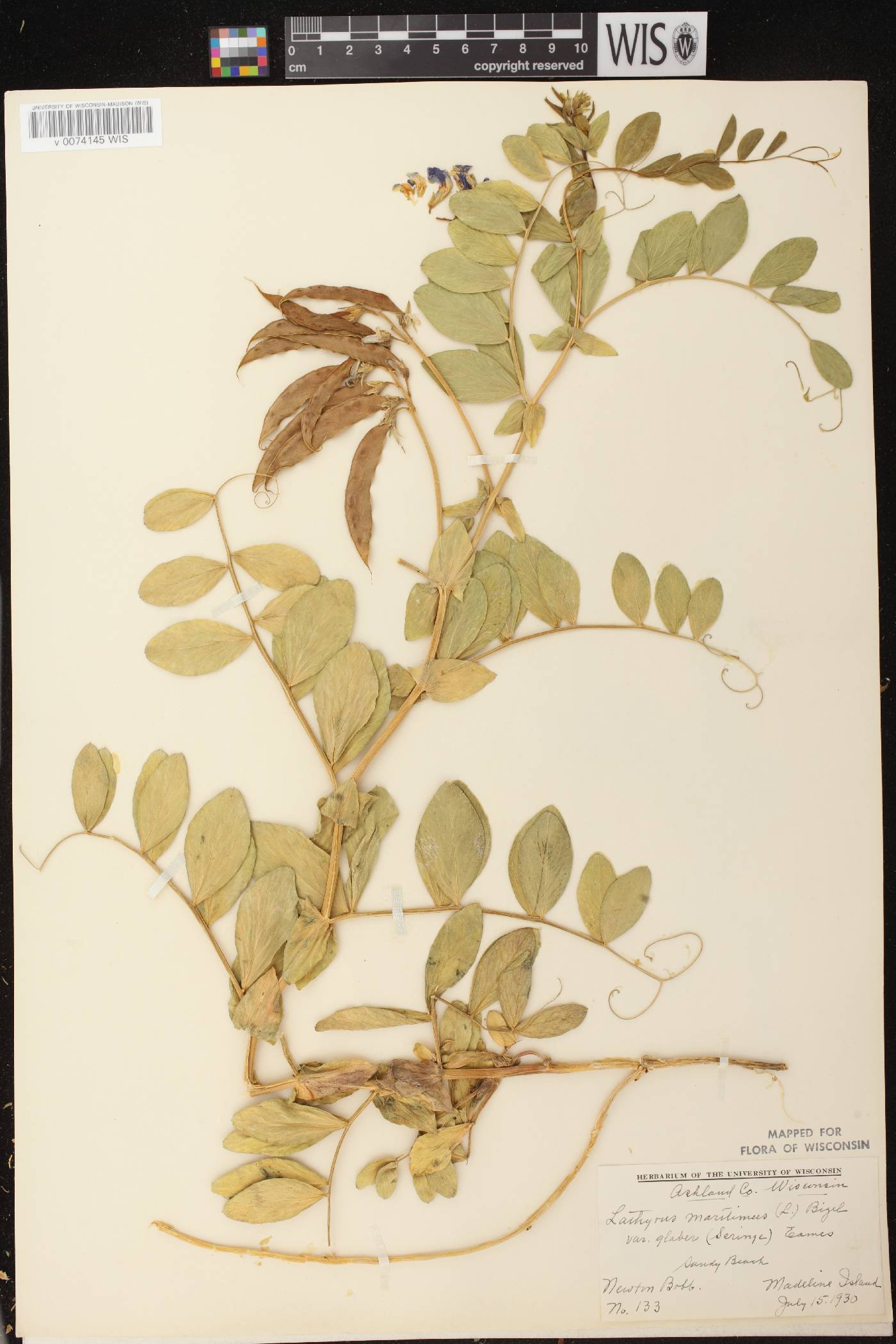 Lathyrus japonicus image