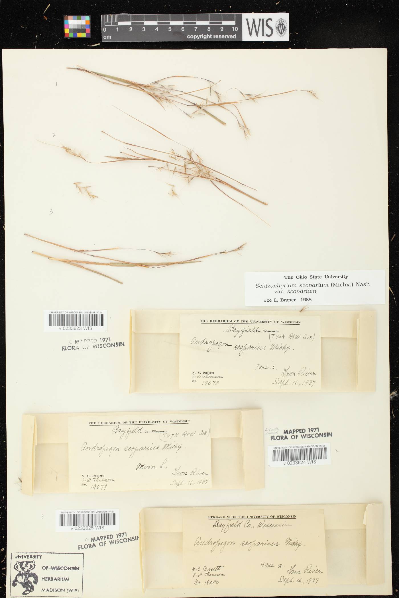 Schizachyrium scoparium var. scoparium image