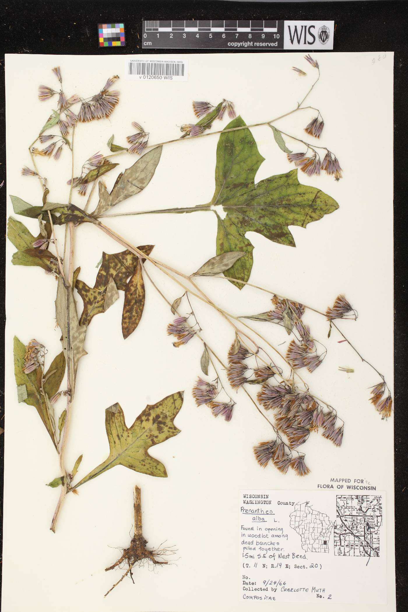 Prenanthes alba image