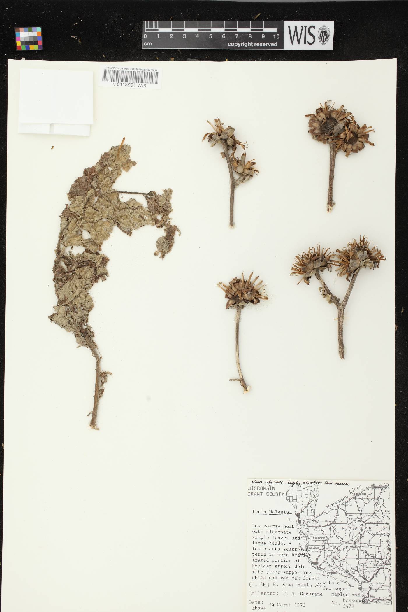 Inula helenium image