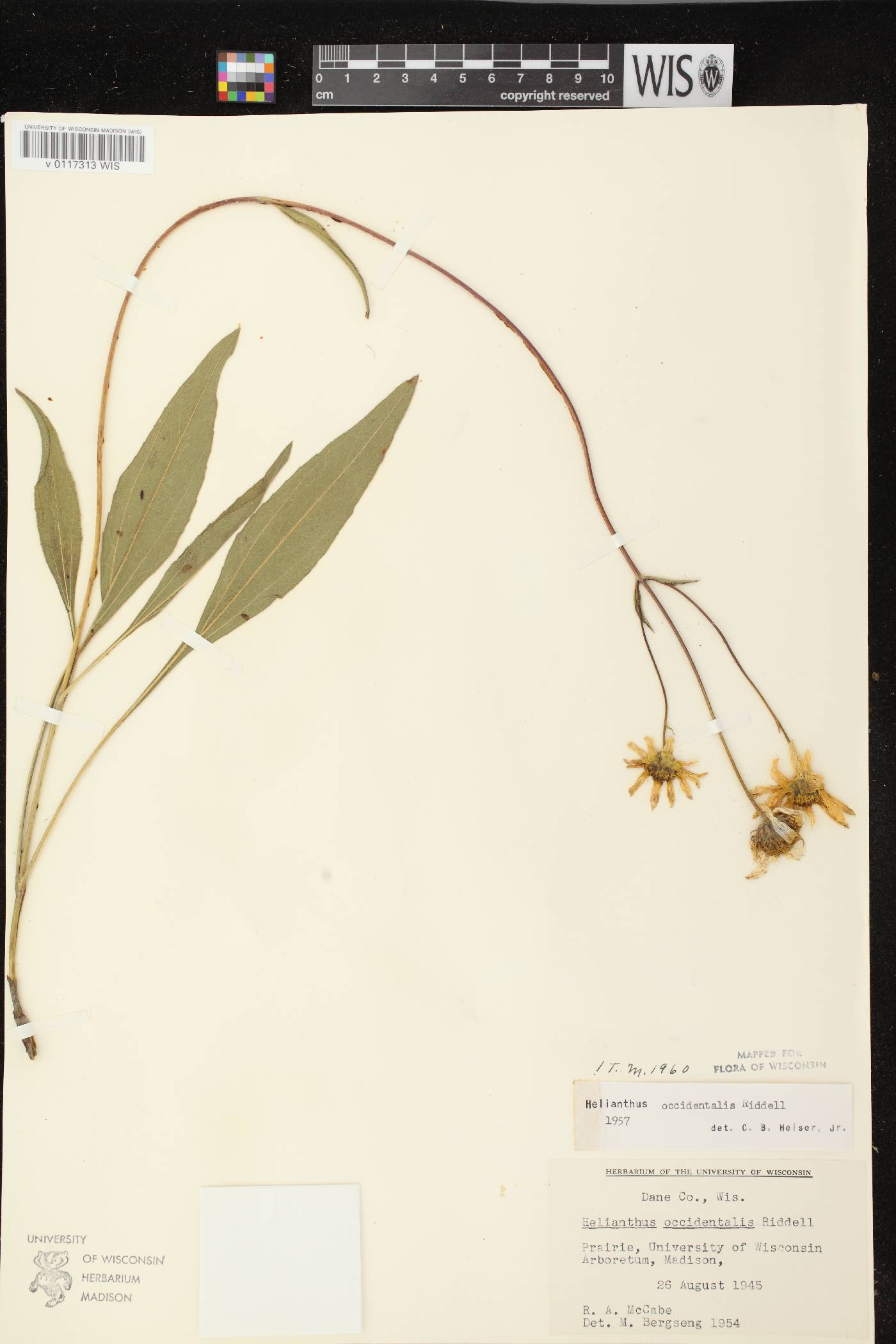 Helianthus occidentalis subsp. occidentalis image