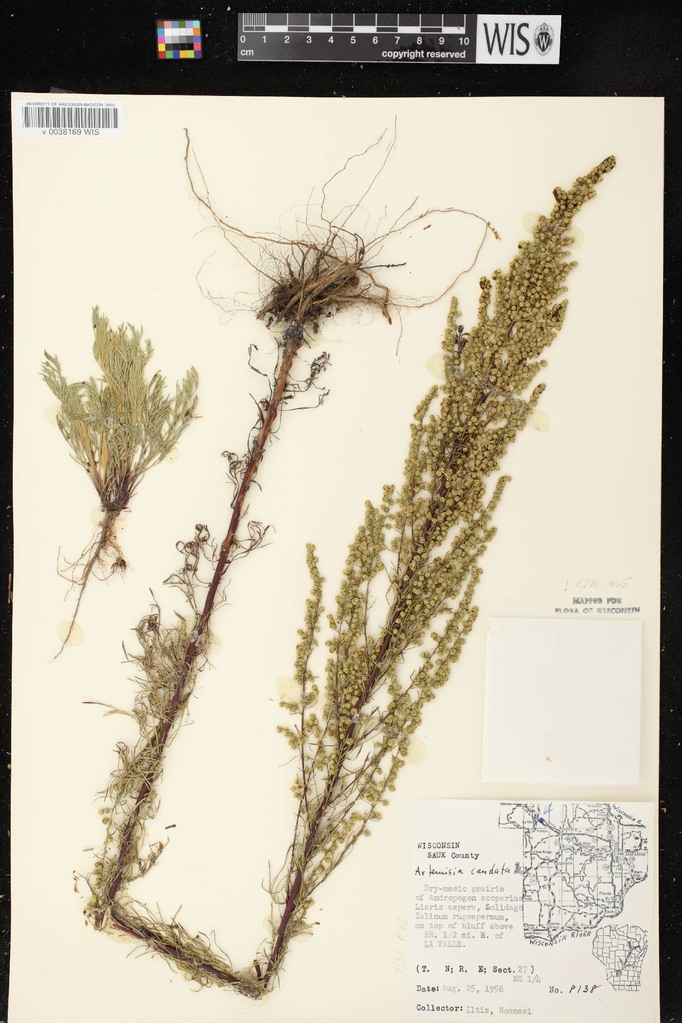 Artemisia campestris image