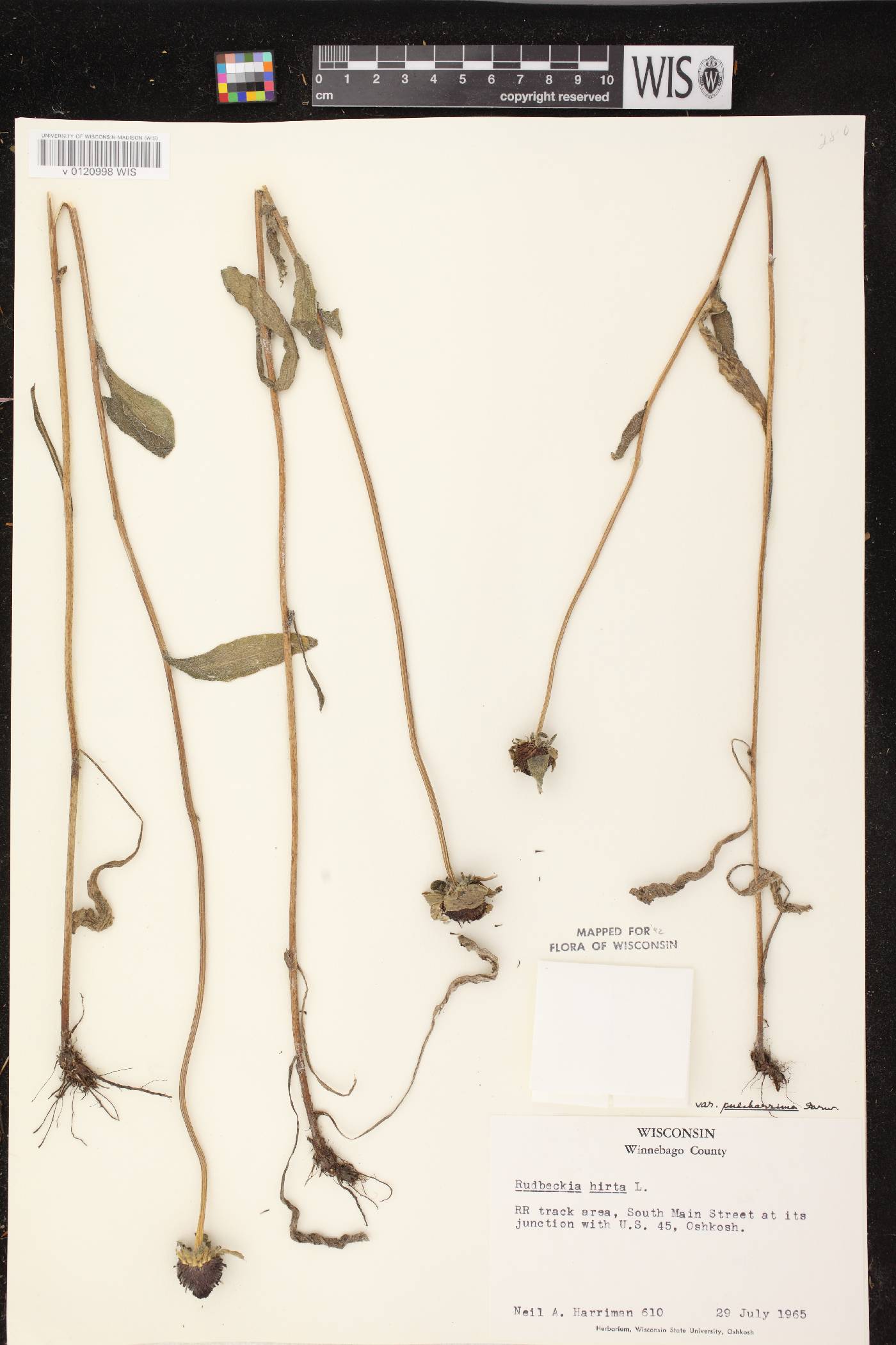 Rudbeckia hirta image