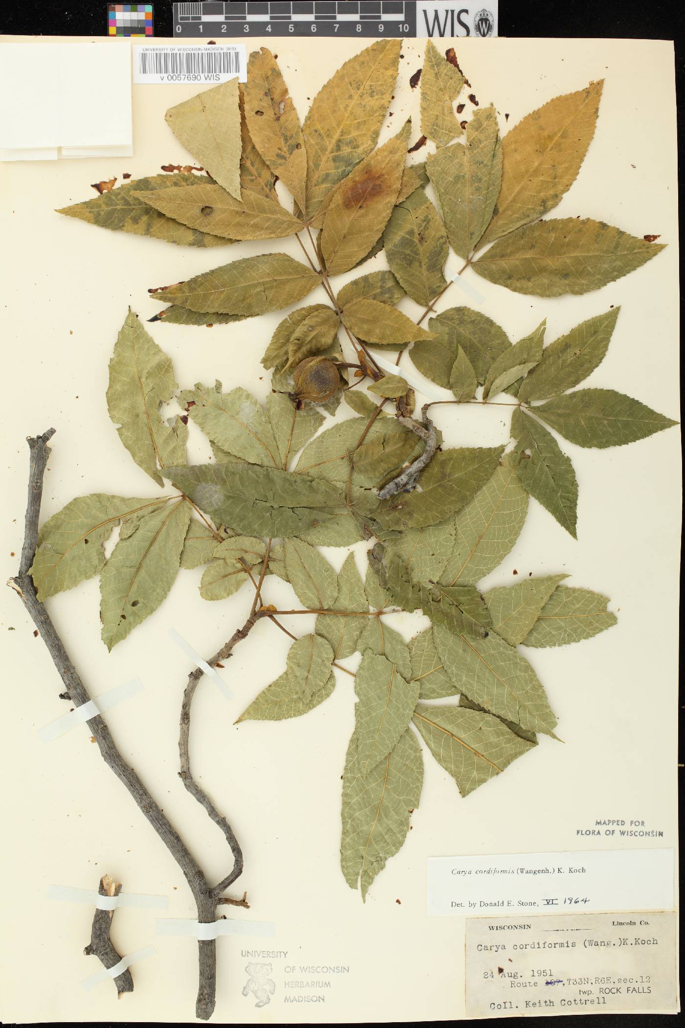 Carya cordiformis image