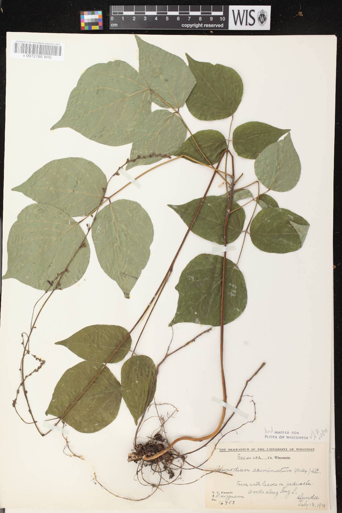 Hylodesmum glutinosum image