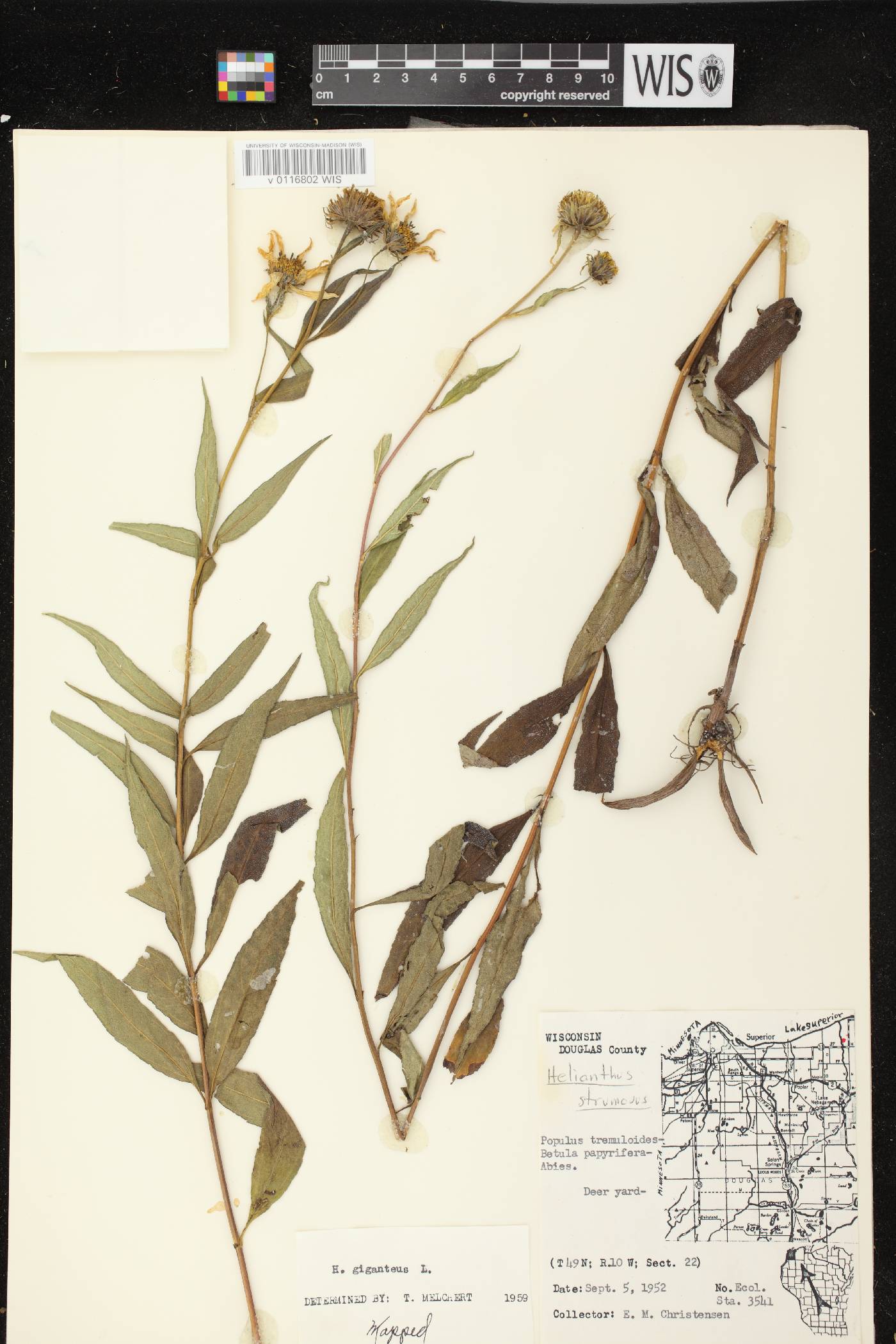 Helianthus giganteus image