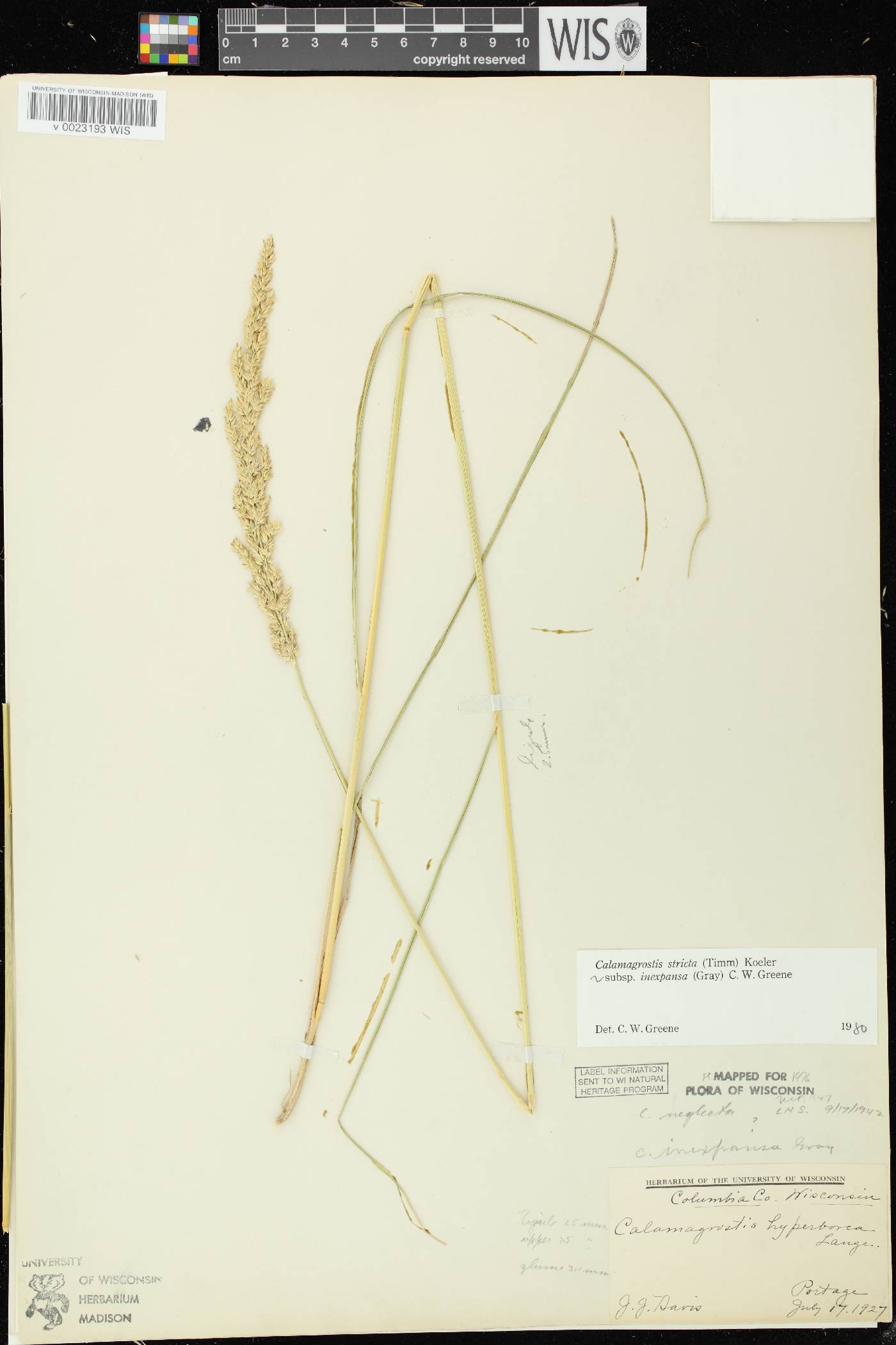 Calamagrostis stricta image