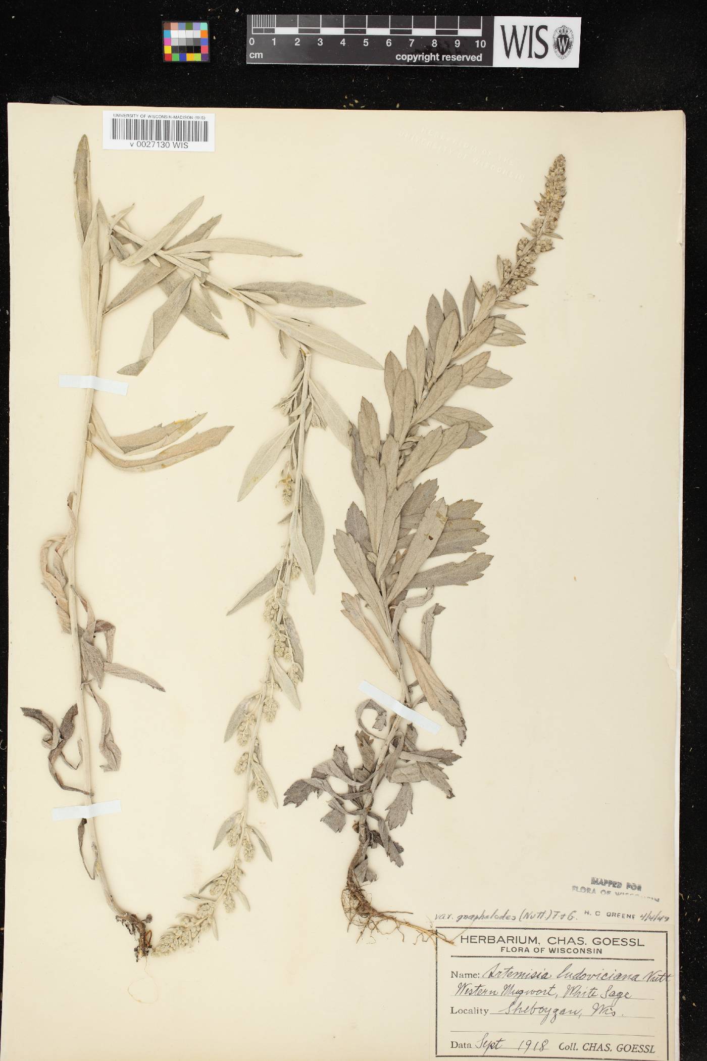 Artemisia ludoviciana image