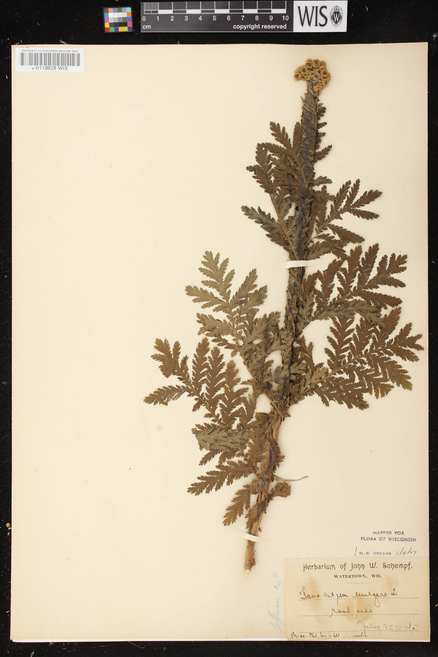 Tanacetum vulgare image