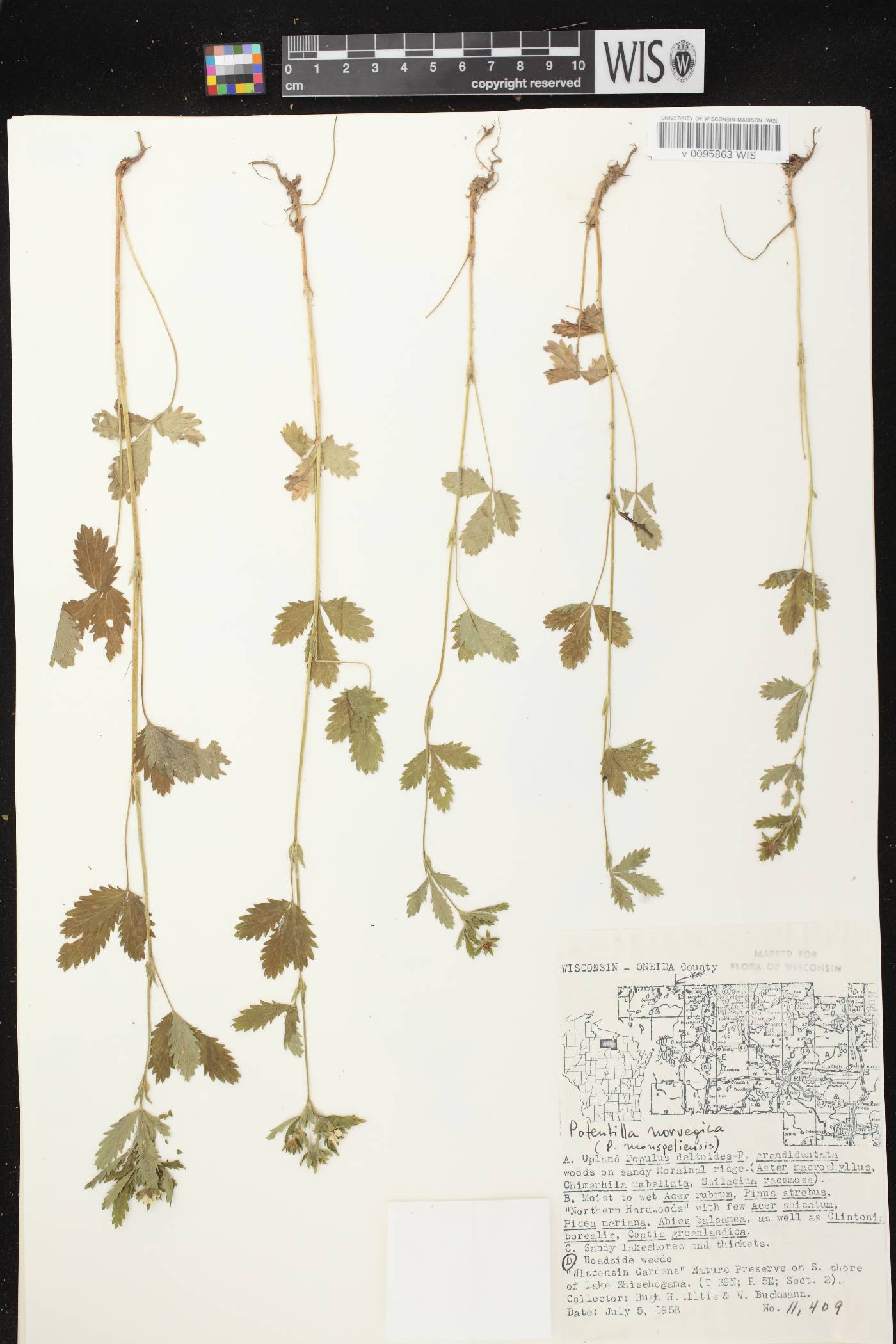 Potentilla norvegica image