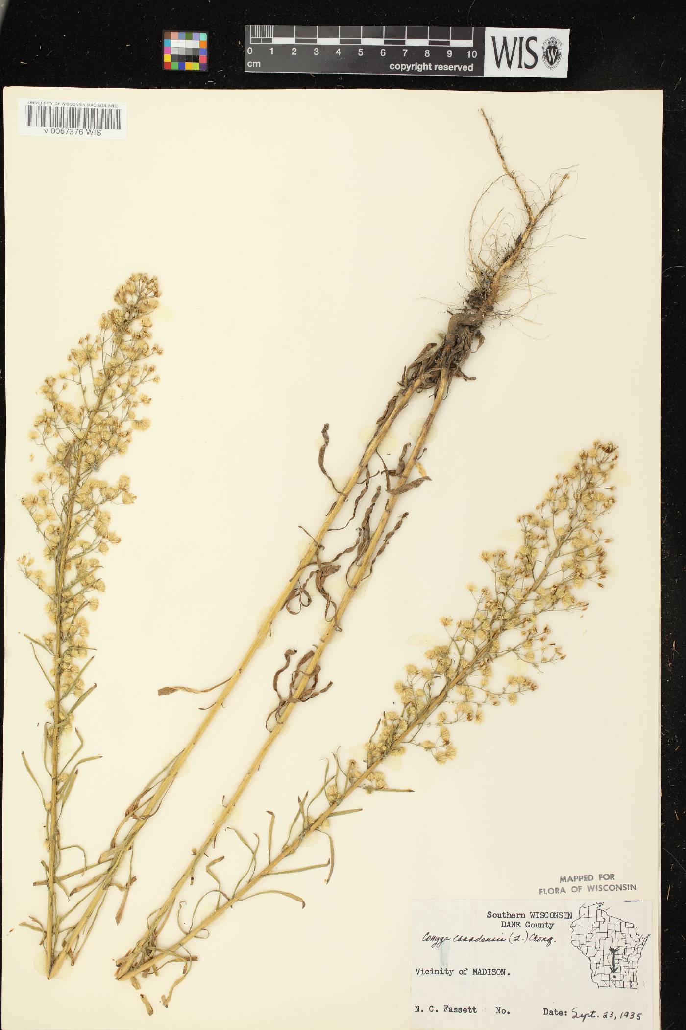 Conyza canadensis image
