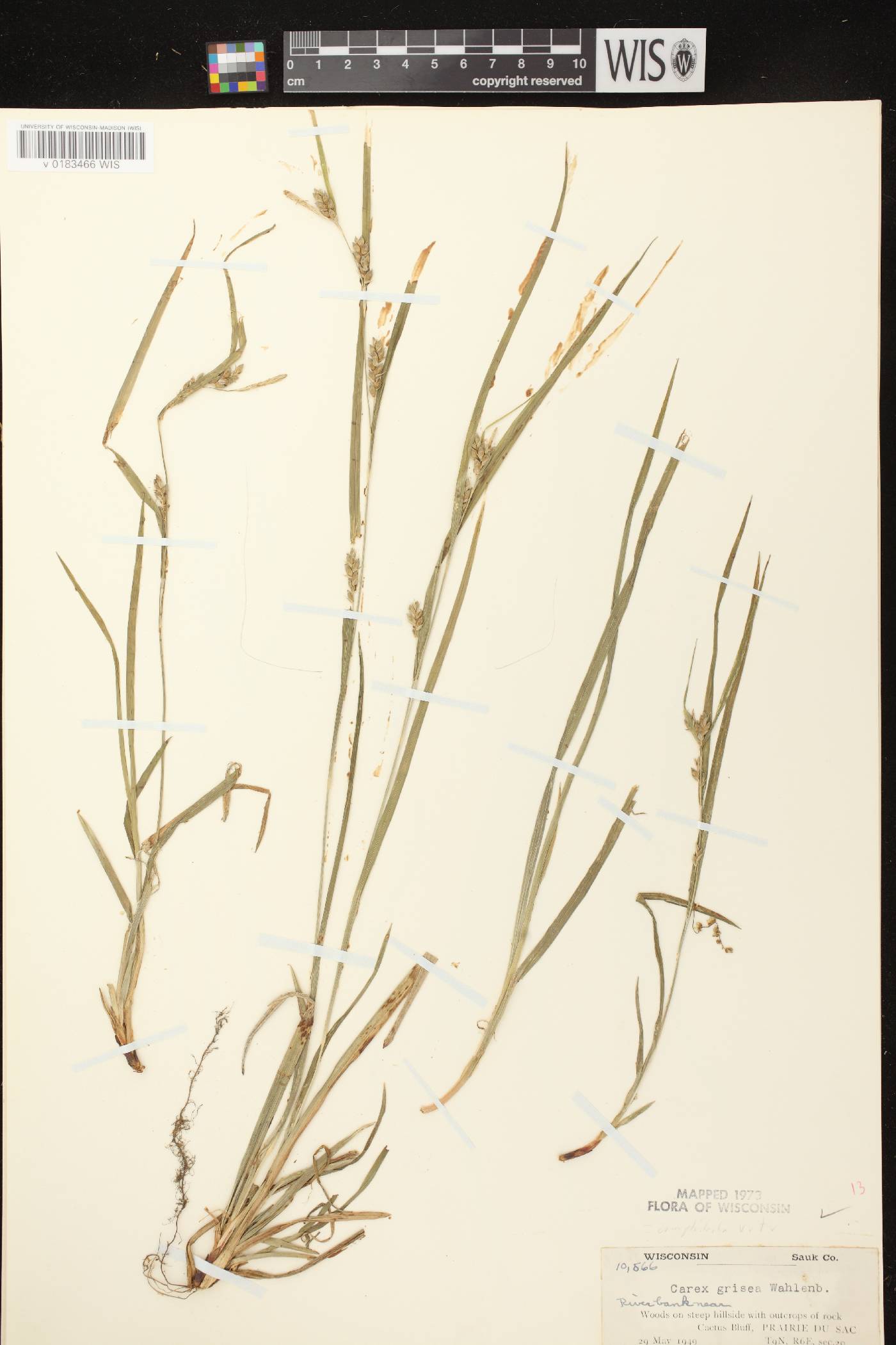 Carex grisea image