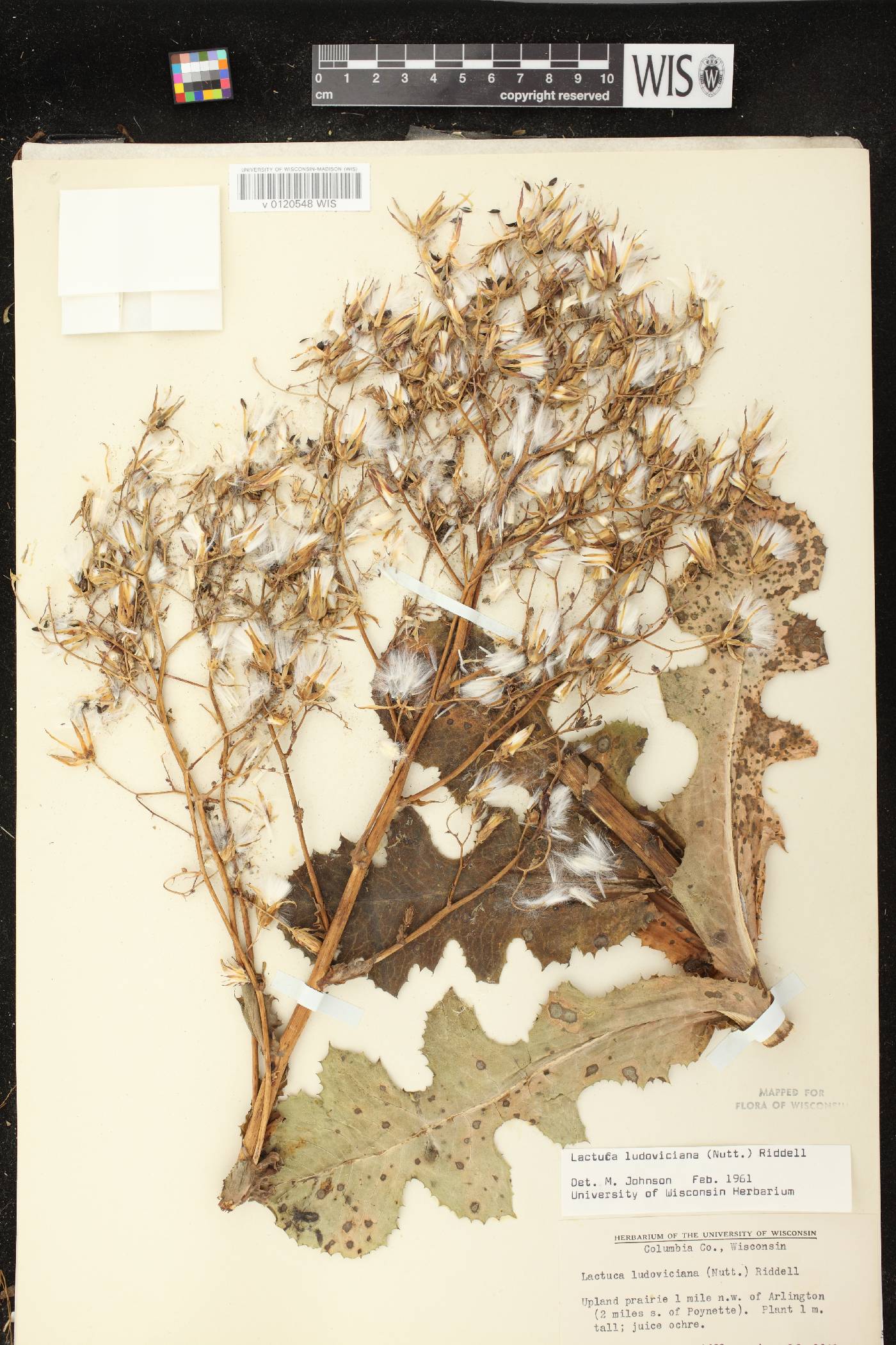 Lactuca ludoviciana image