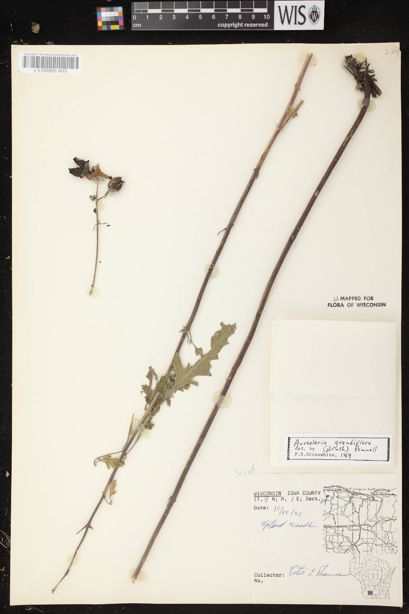 Aureolaria grandiflora var. pulchra image