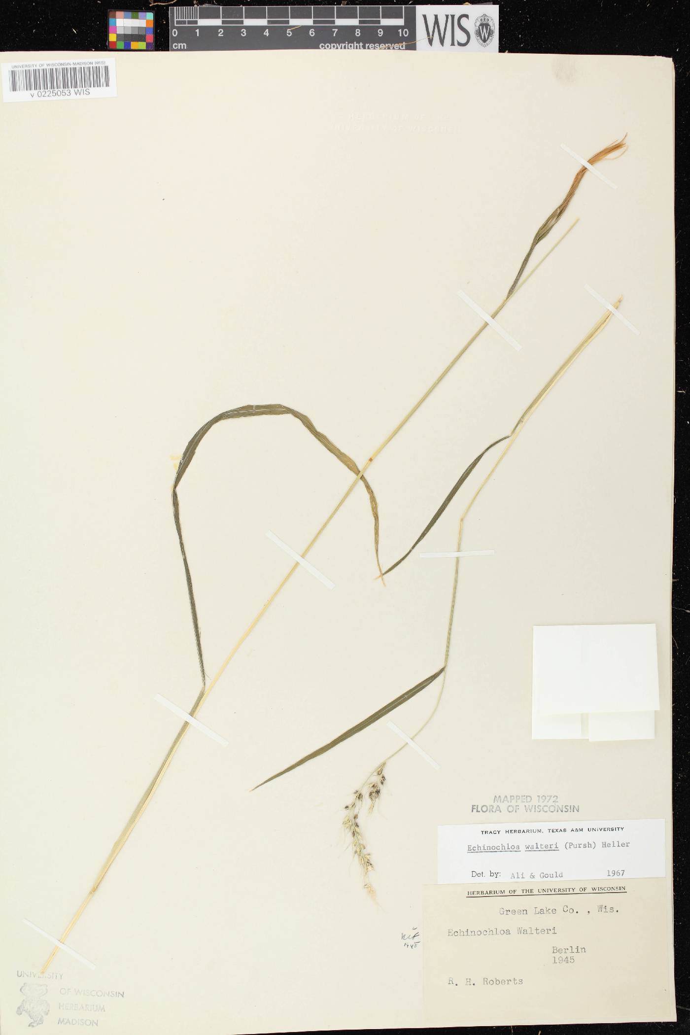 Echinochloa walteri image