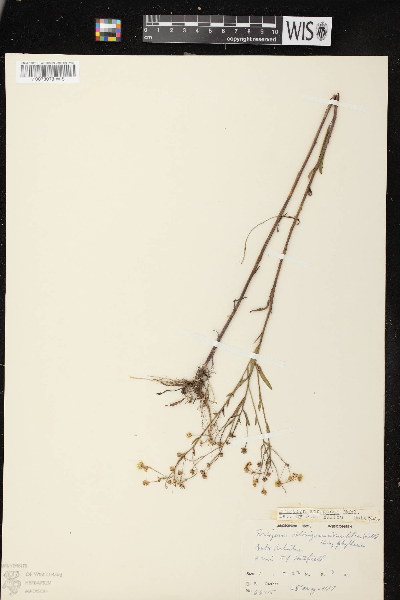 Erigeron strigosus image