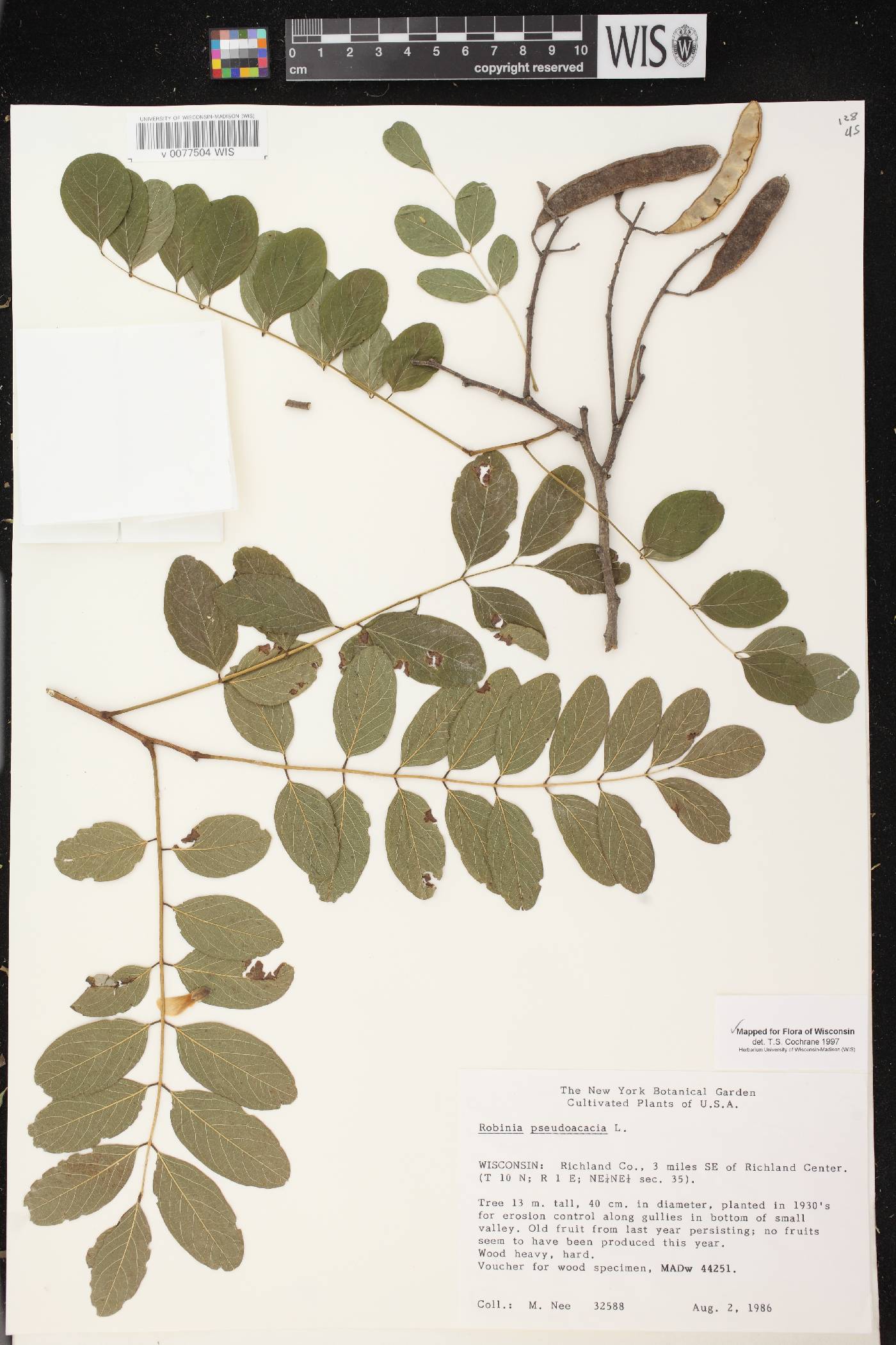 Robinia pseudoacacia image