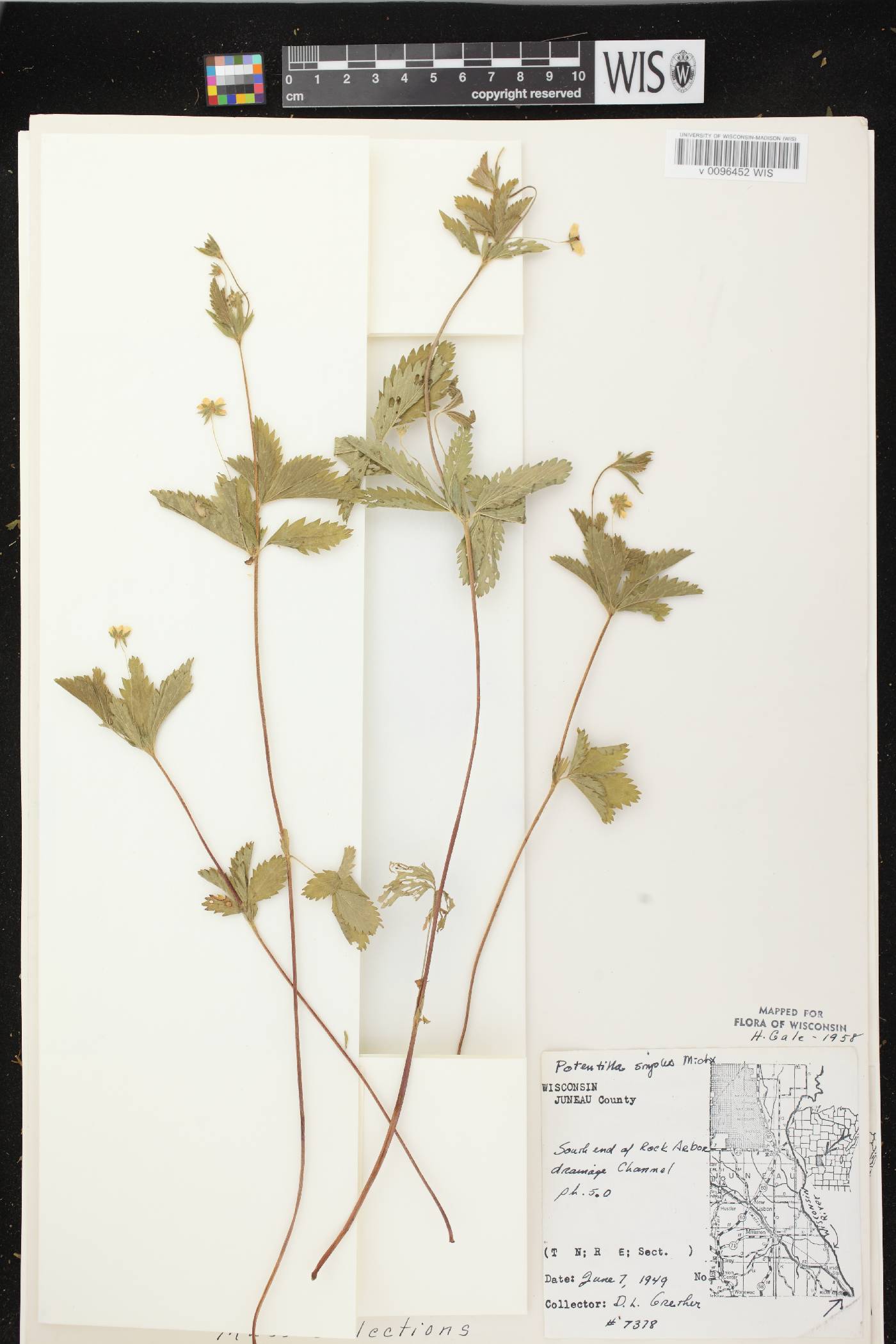 Potentilla simplex image