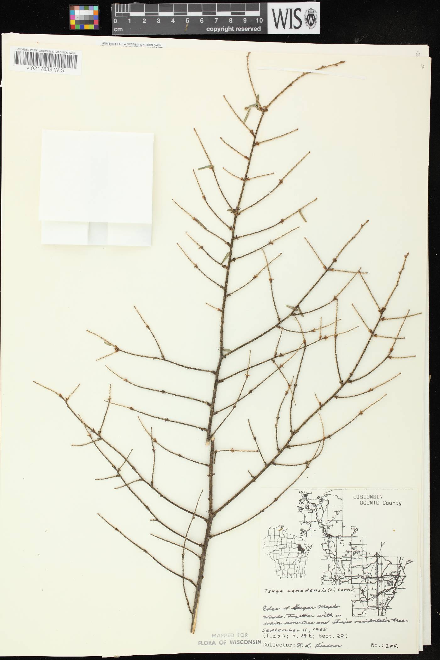 Tsuga canadensis image