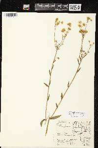 Image of Erigeron strigosus var. septentrionalis