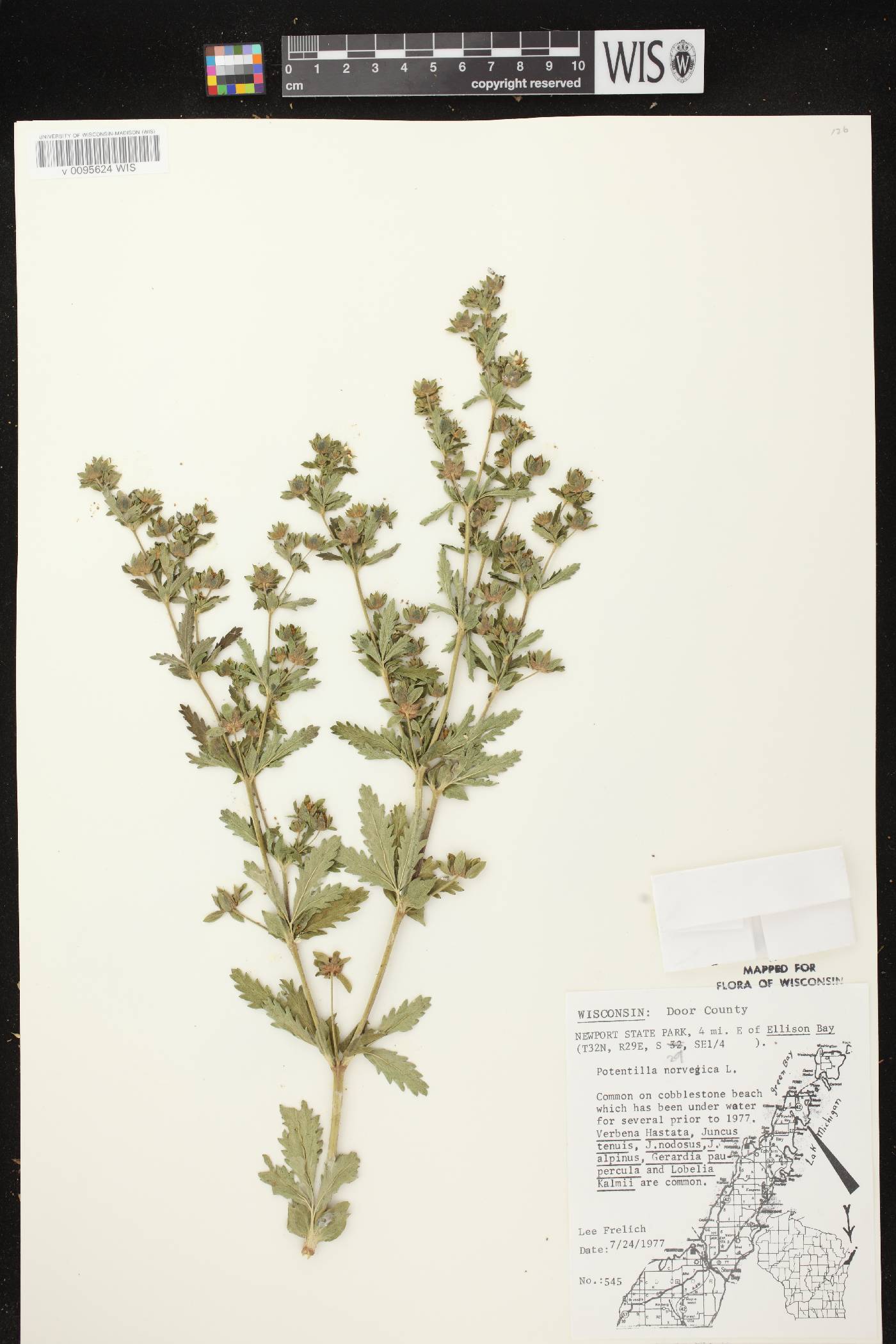 Potentilla norvegica image