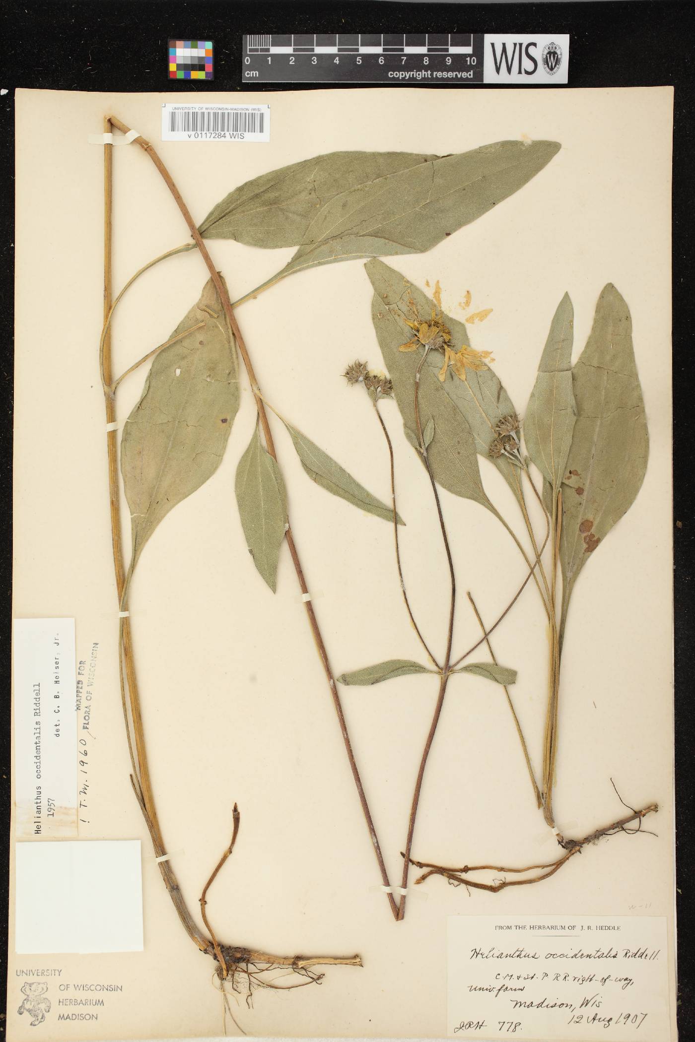 Helianthus occidentalis subsp. occidentalis image