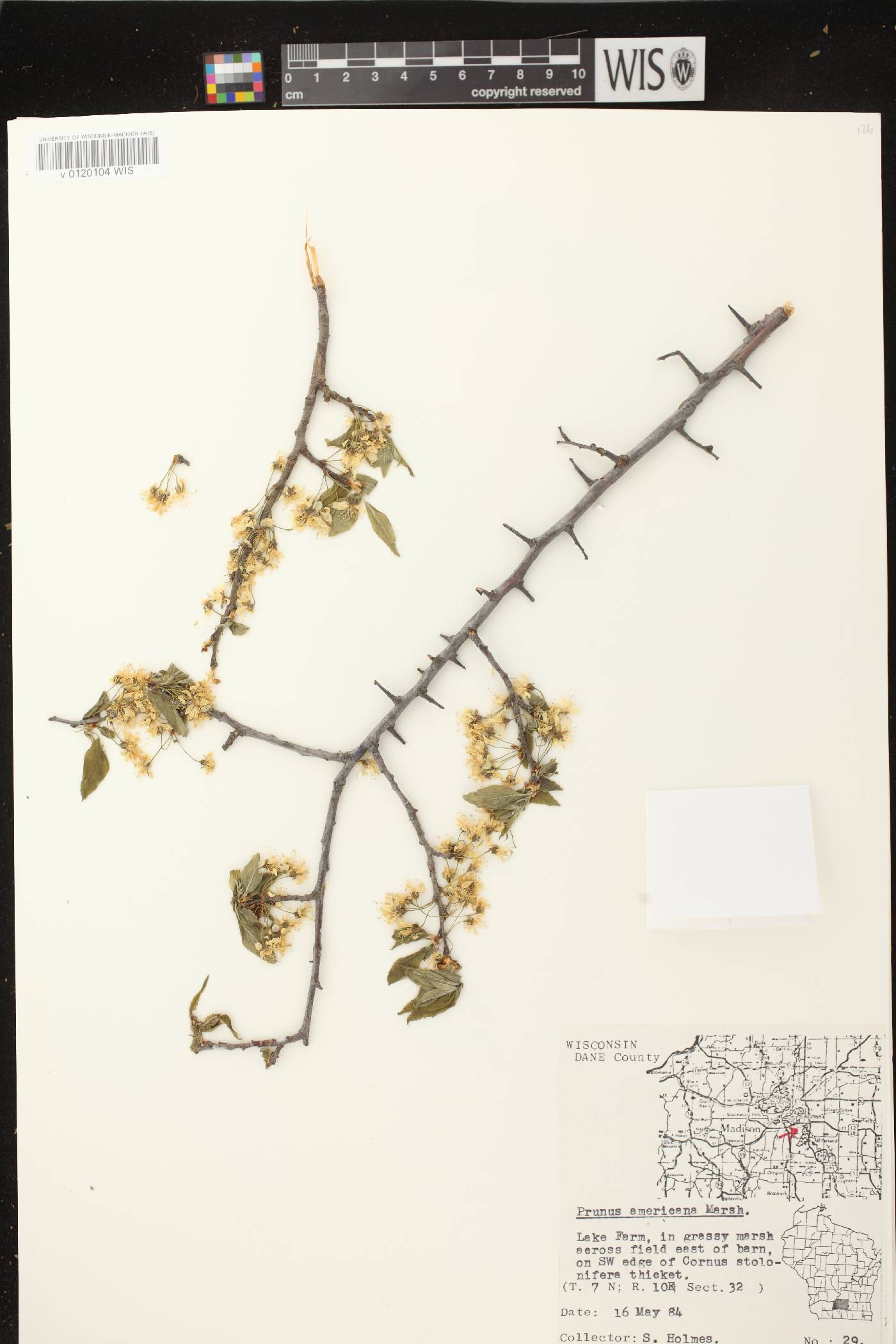 Prunus americana image