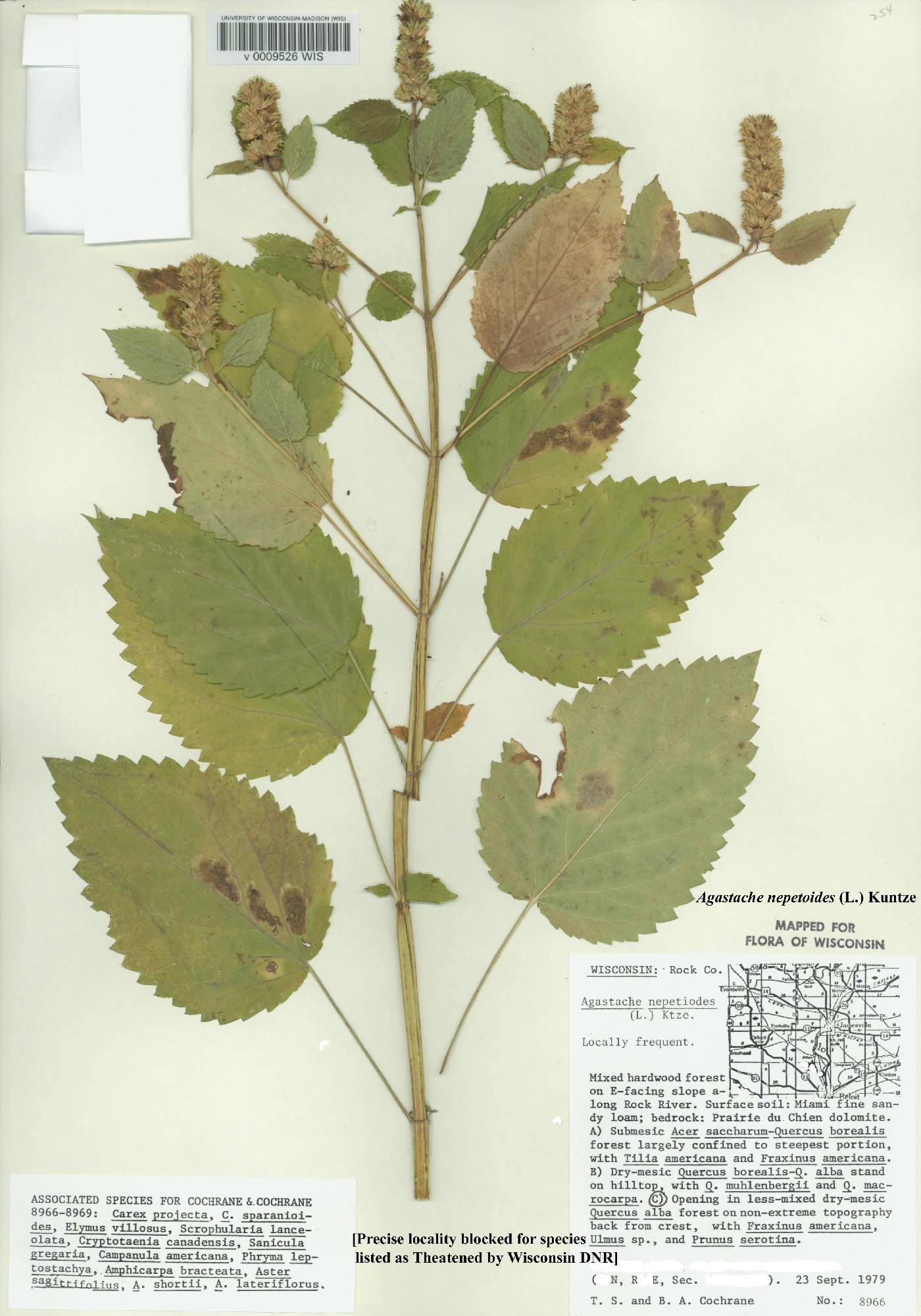 Agastache nepetoides image