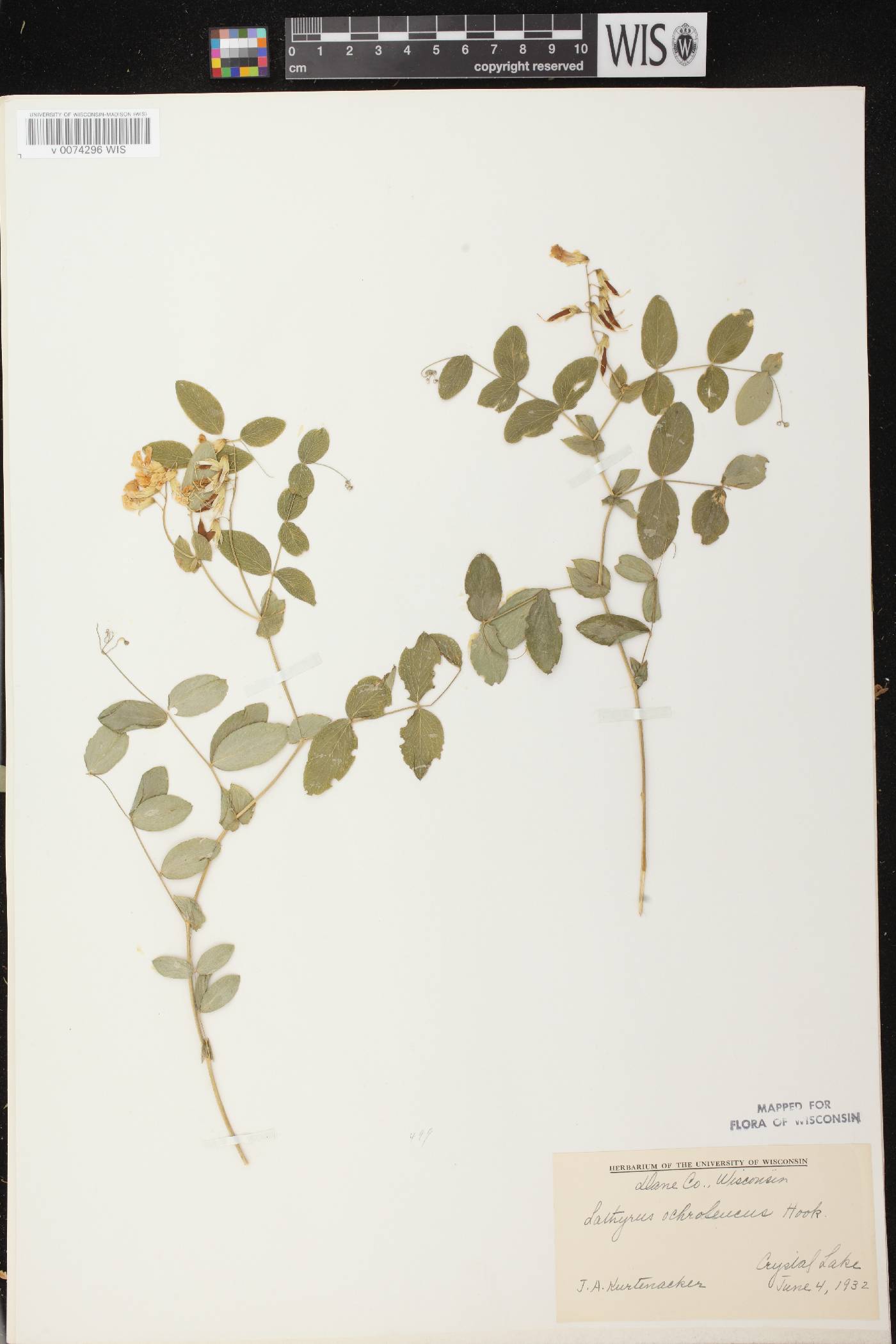 Lathyrus ochroleucus image