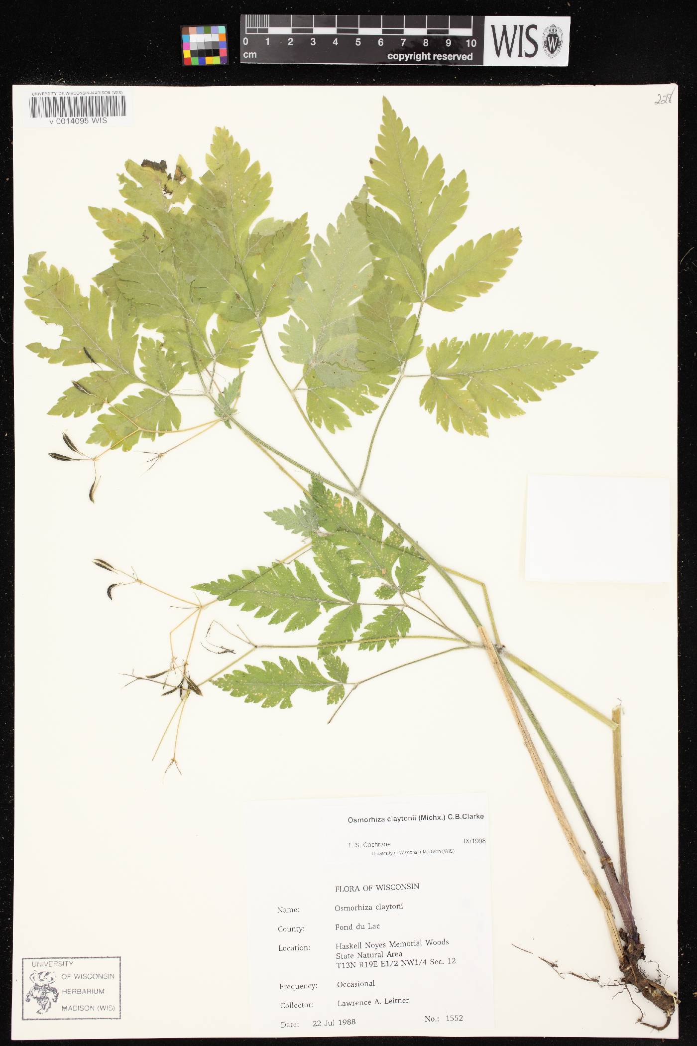 Osmorhiza claytonii image