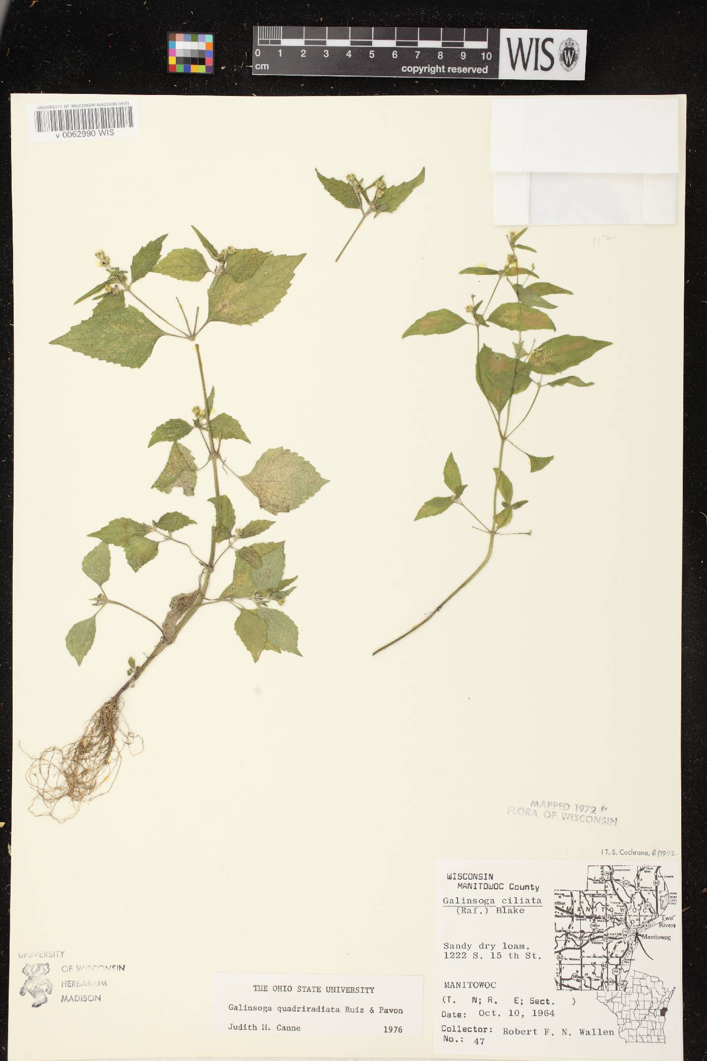 Galinsoga quadriradiata image