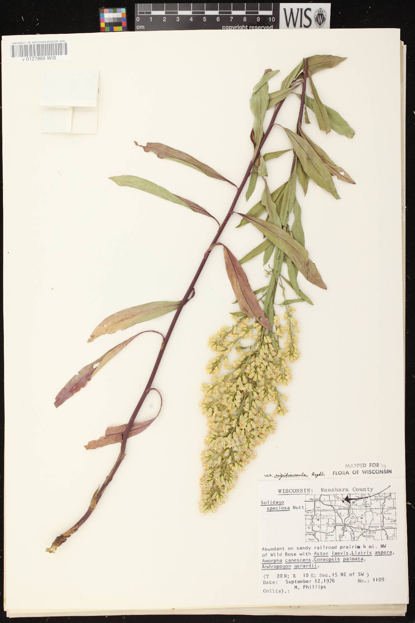 Solidago speciosa subsp. speciosa var. rigidiuscula image
