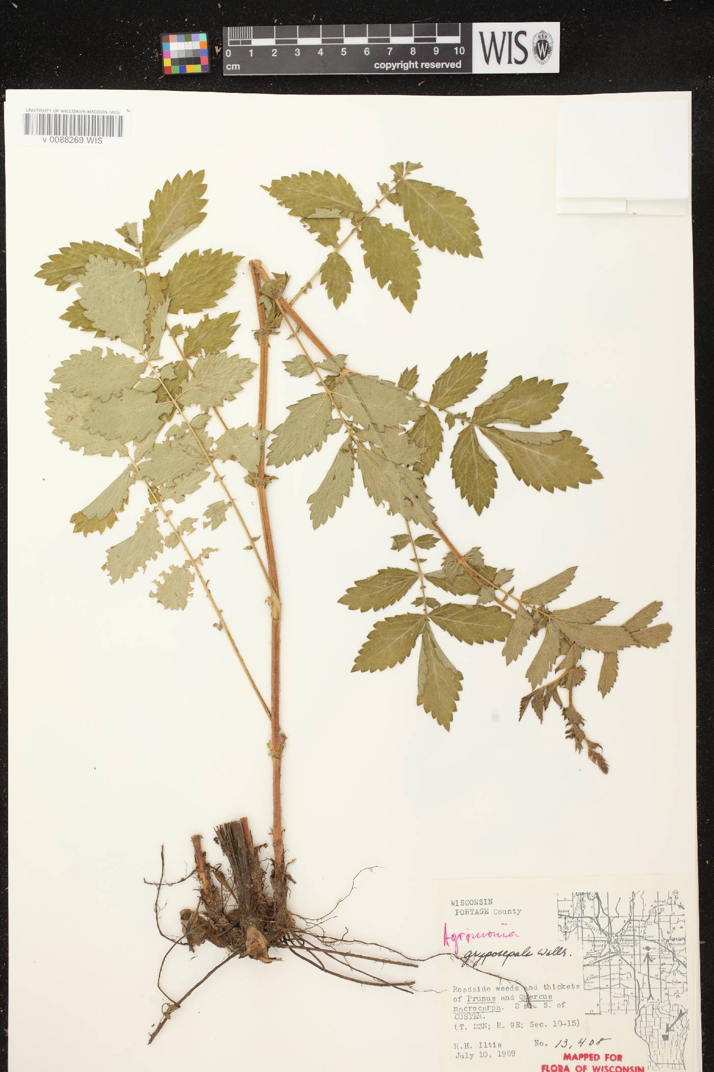 Agrimonia gryposepala image