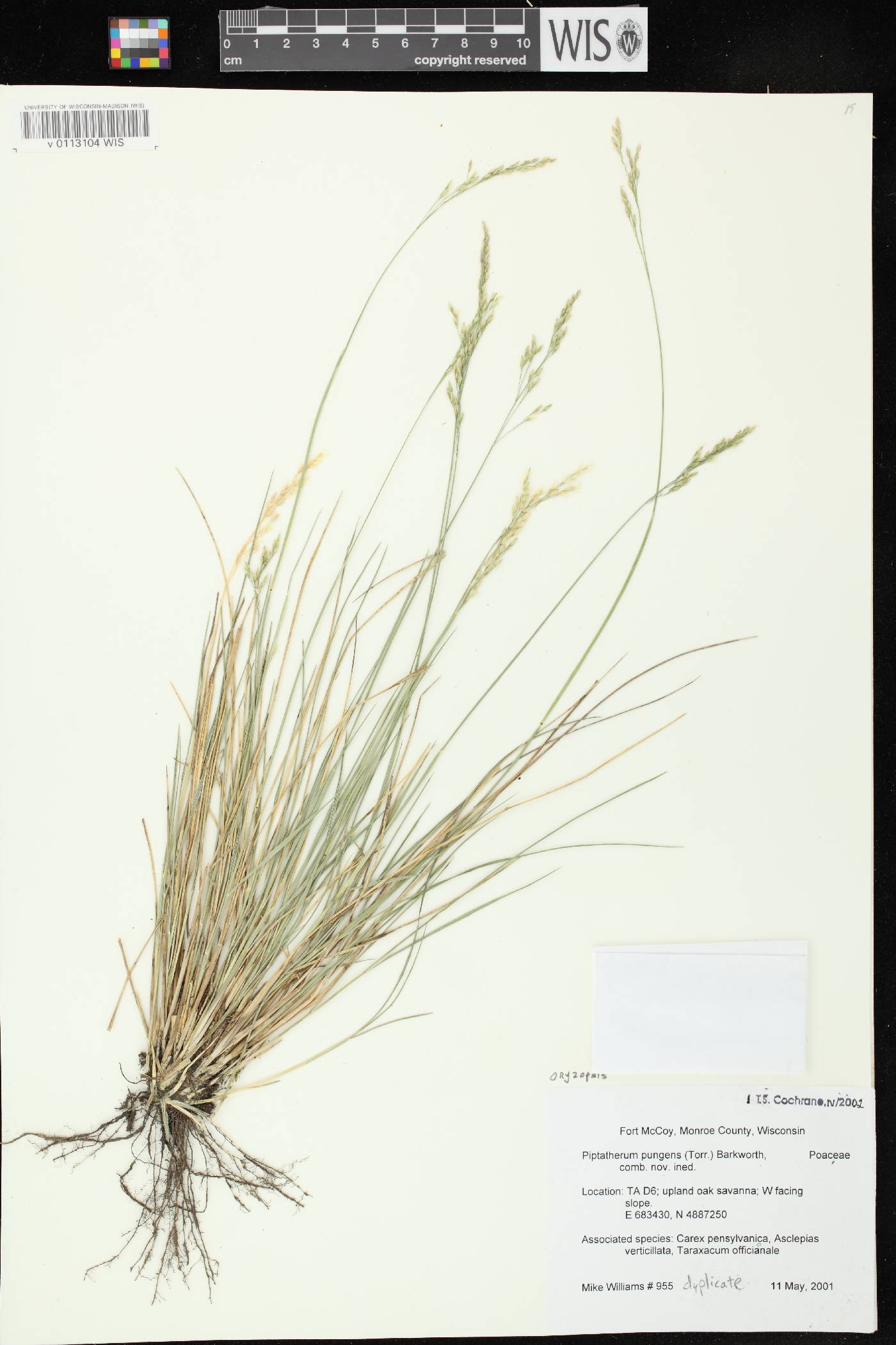 Piptatheropsis pungens image