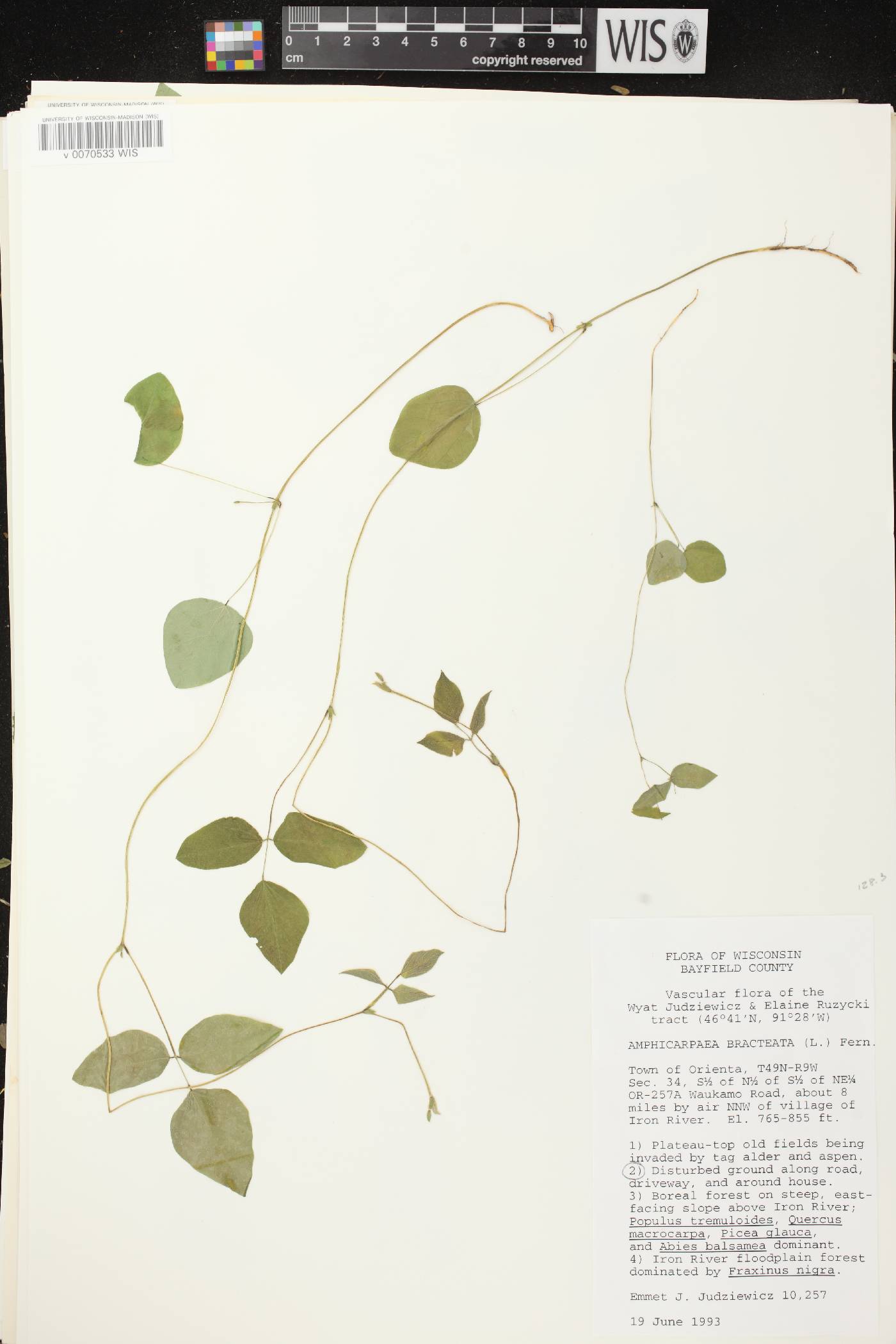 Amphicarpaea bracteata image