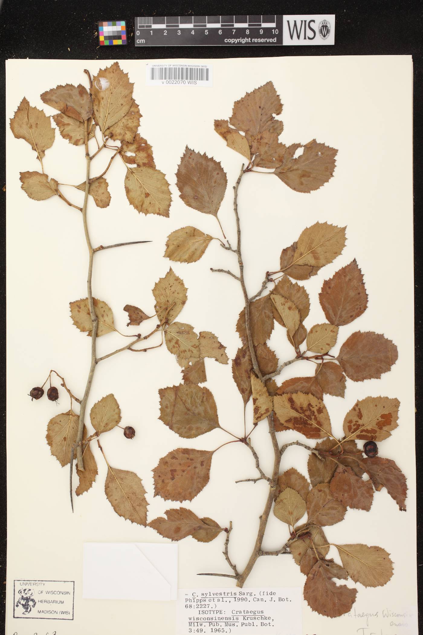 Crataegus florifera image