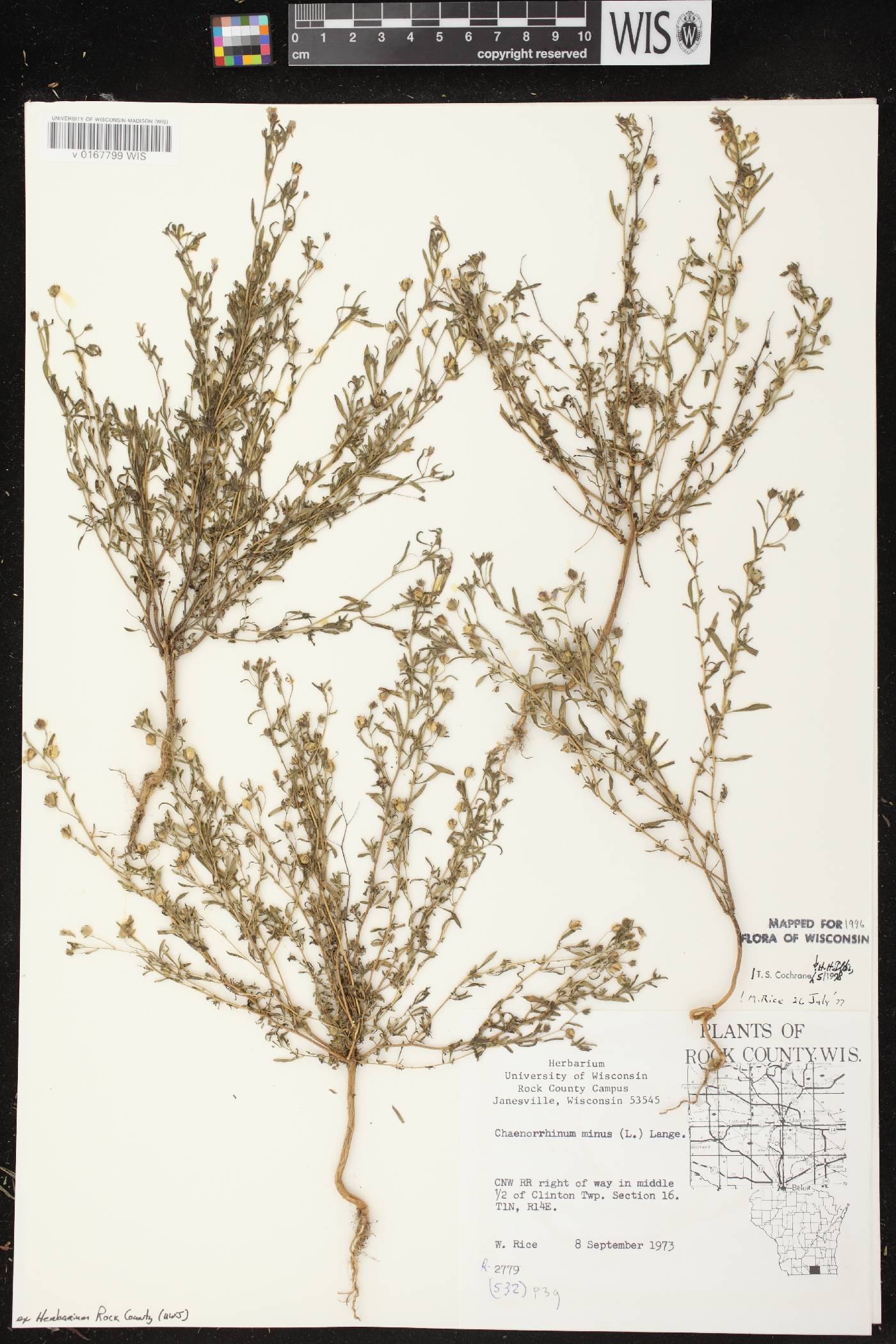 Chaenorhinum minus image