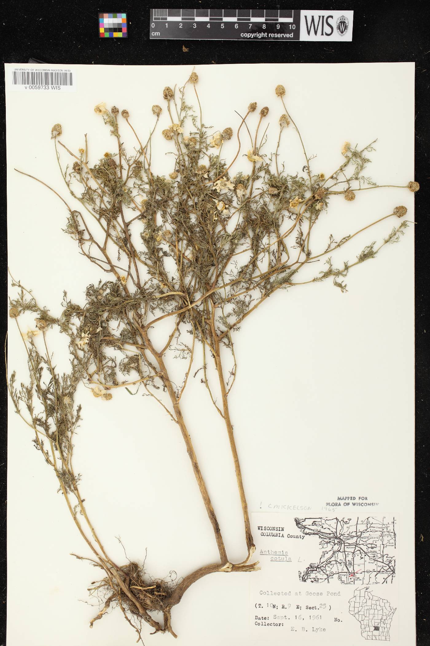 Anthemis cotula image